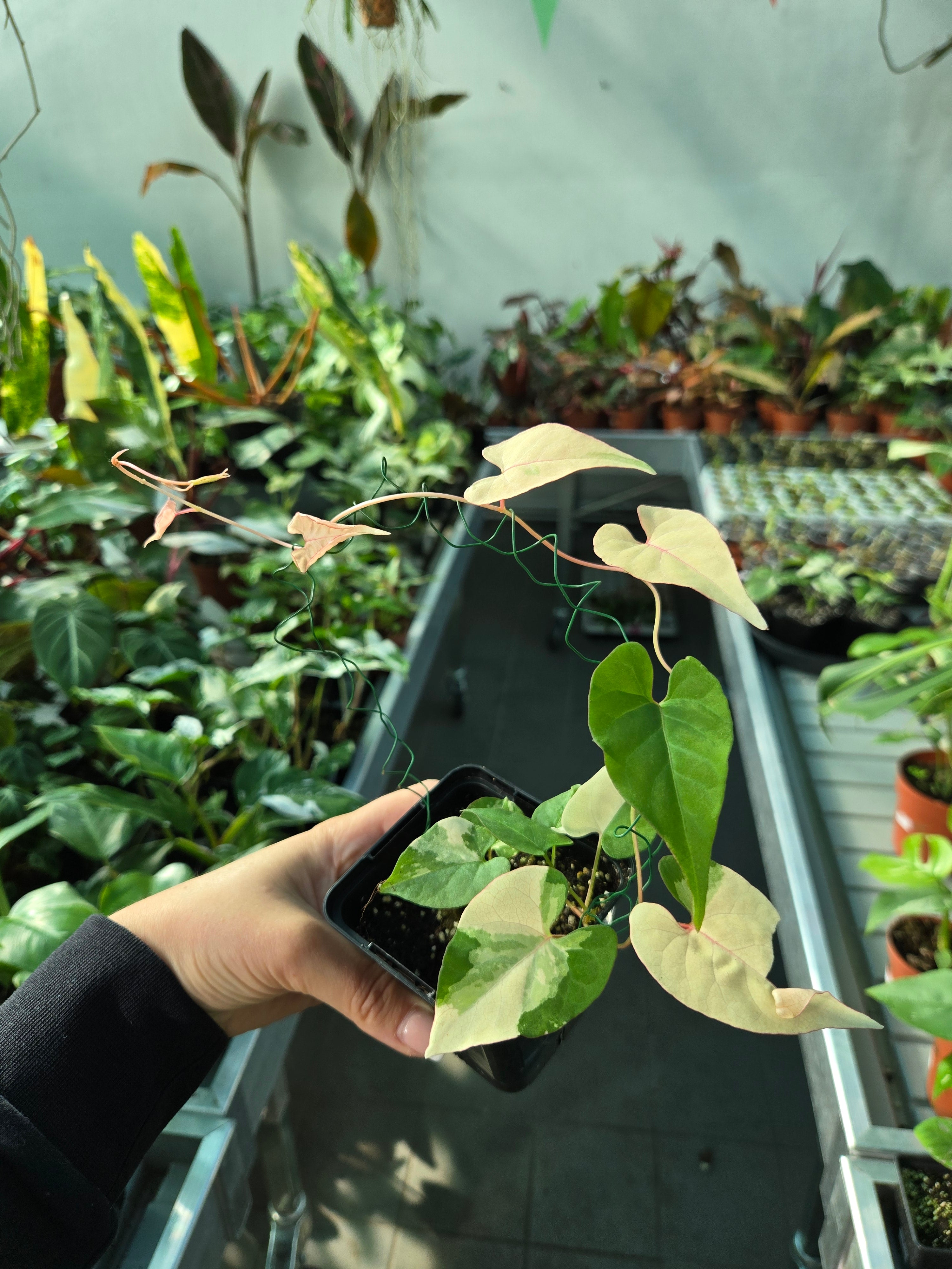Fallopia Multiflora