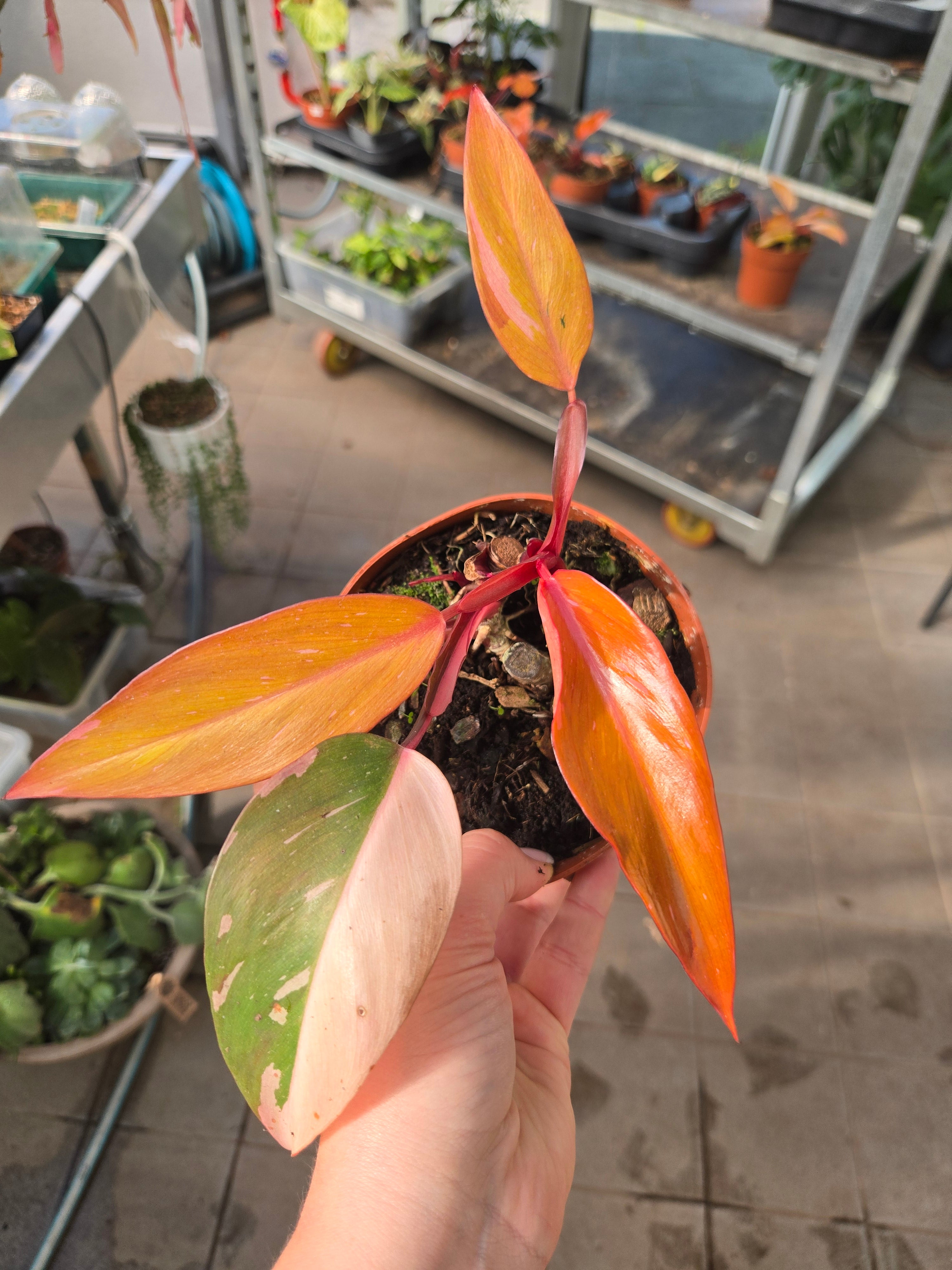 Philodendron Persimmon Princess