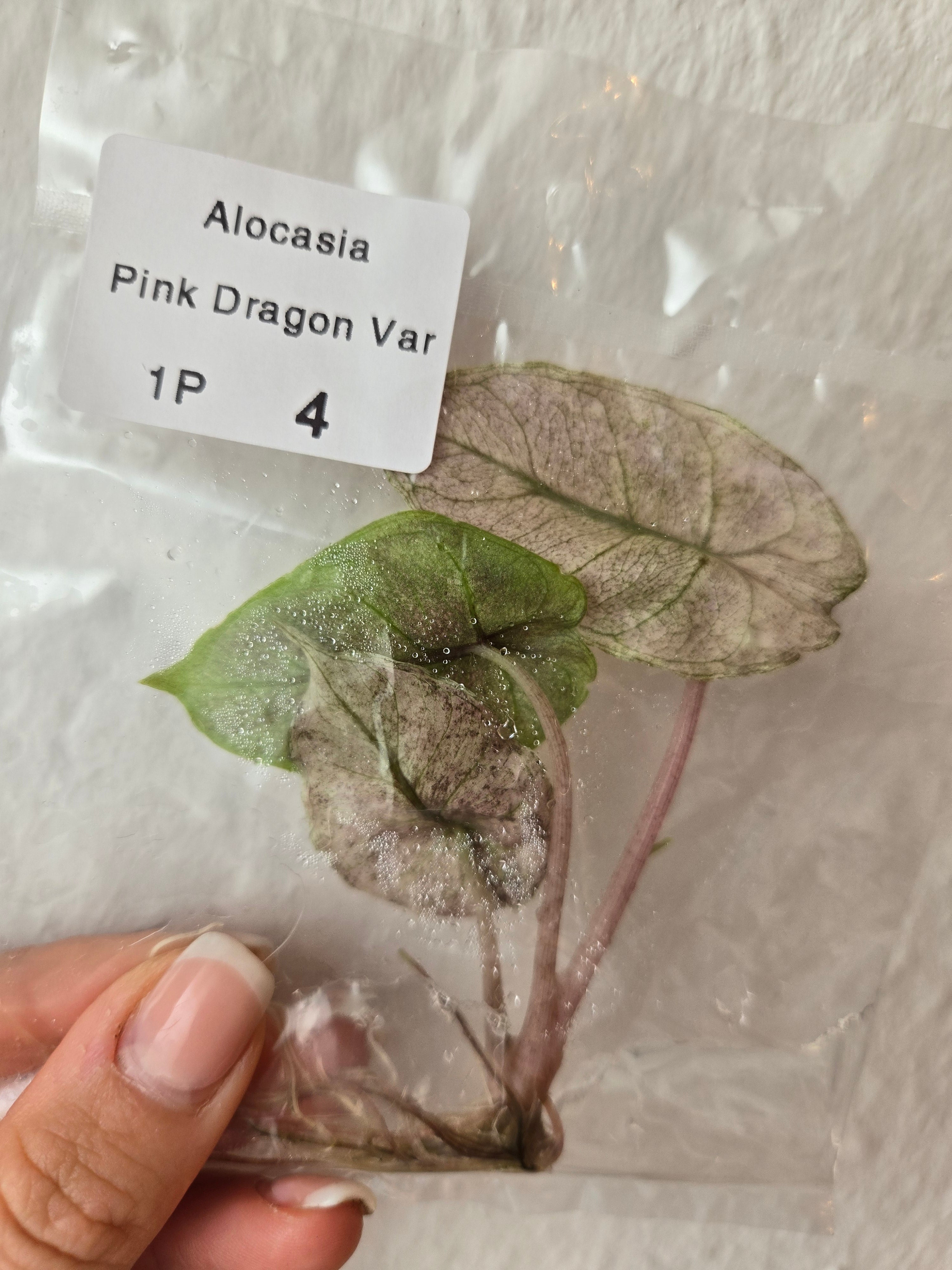 Alocasia Pink Dragon Variegata - TC - Tissue Culture