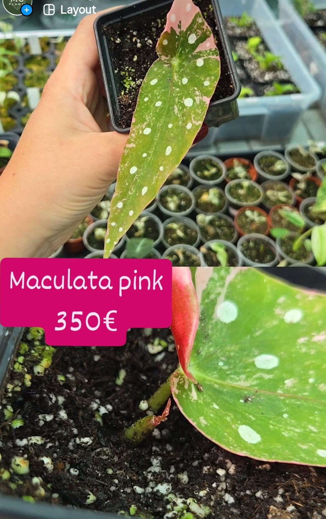 Maculata pink