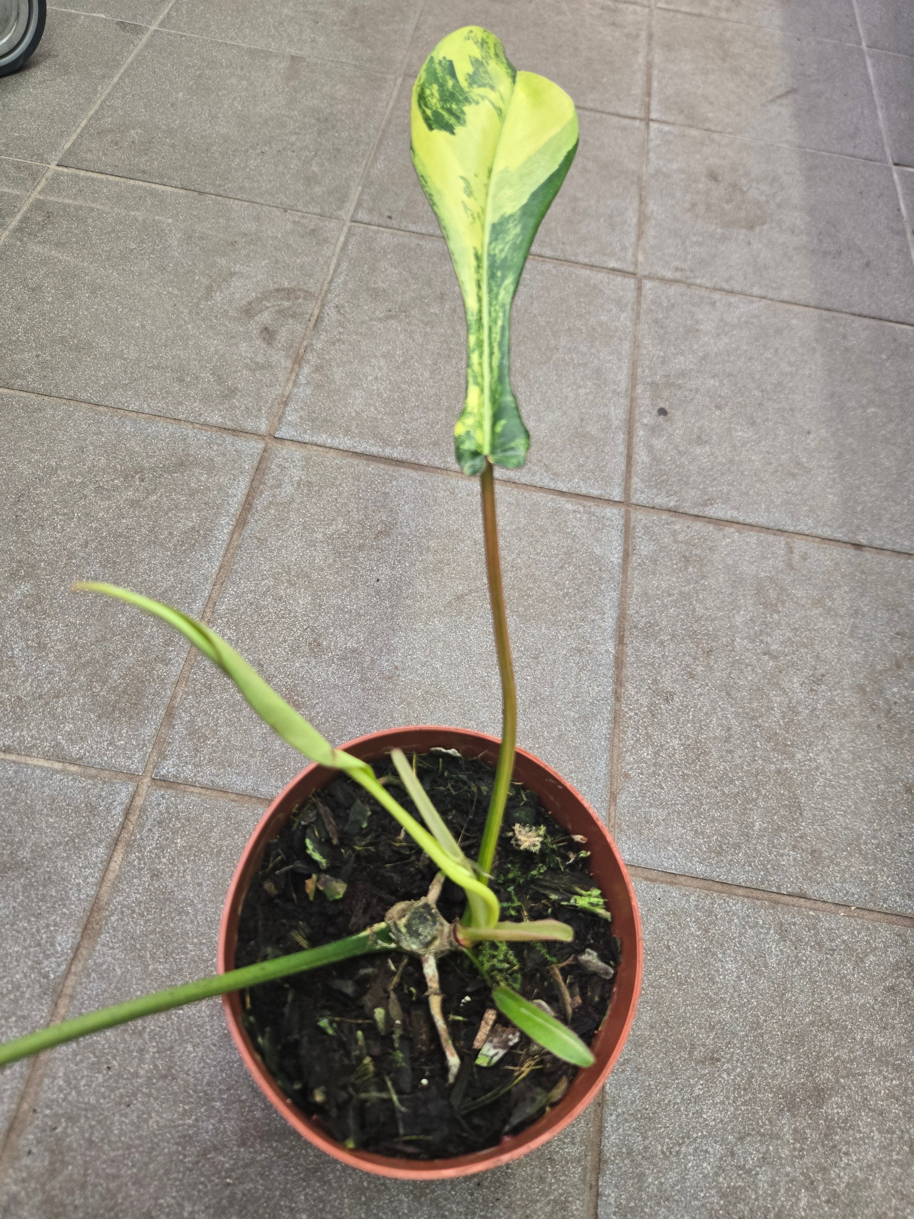 Philodendron Joepii Variegata
