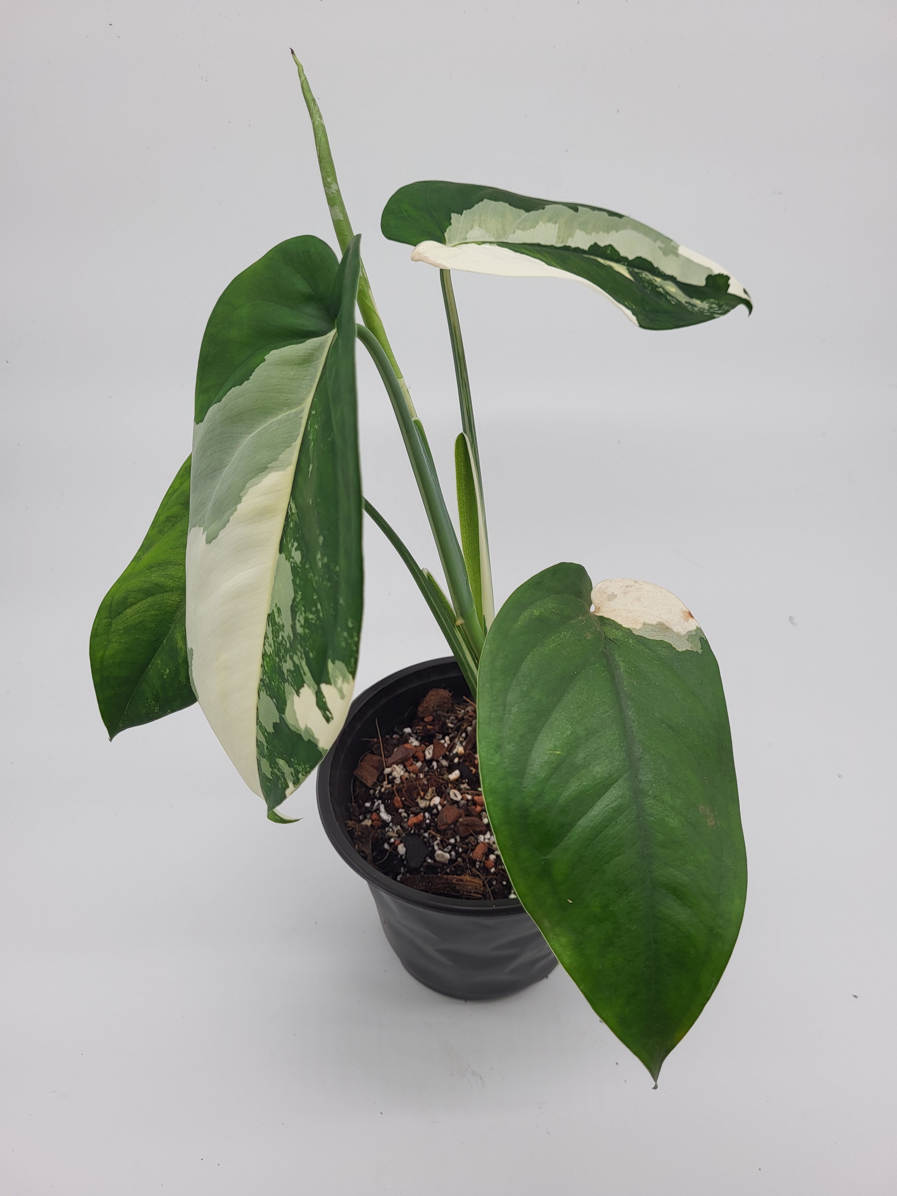 philodendron chiapense Syngonium Chiapense Variegata