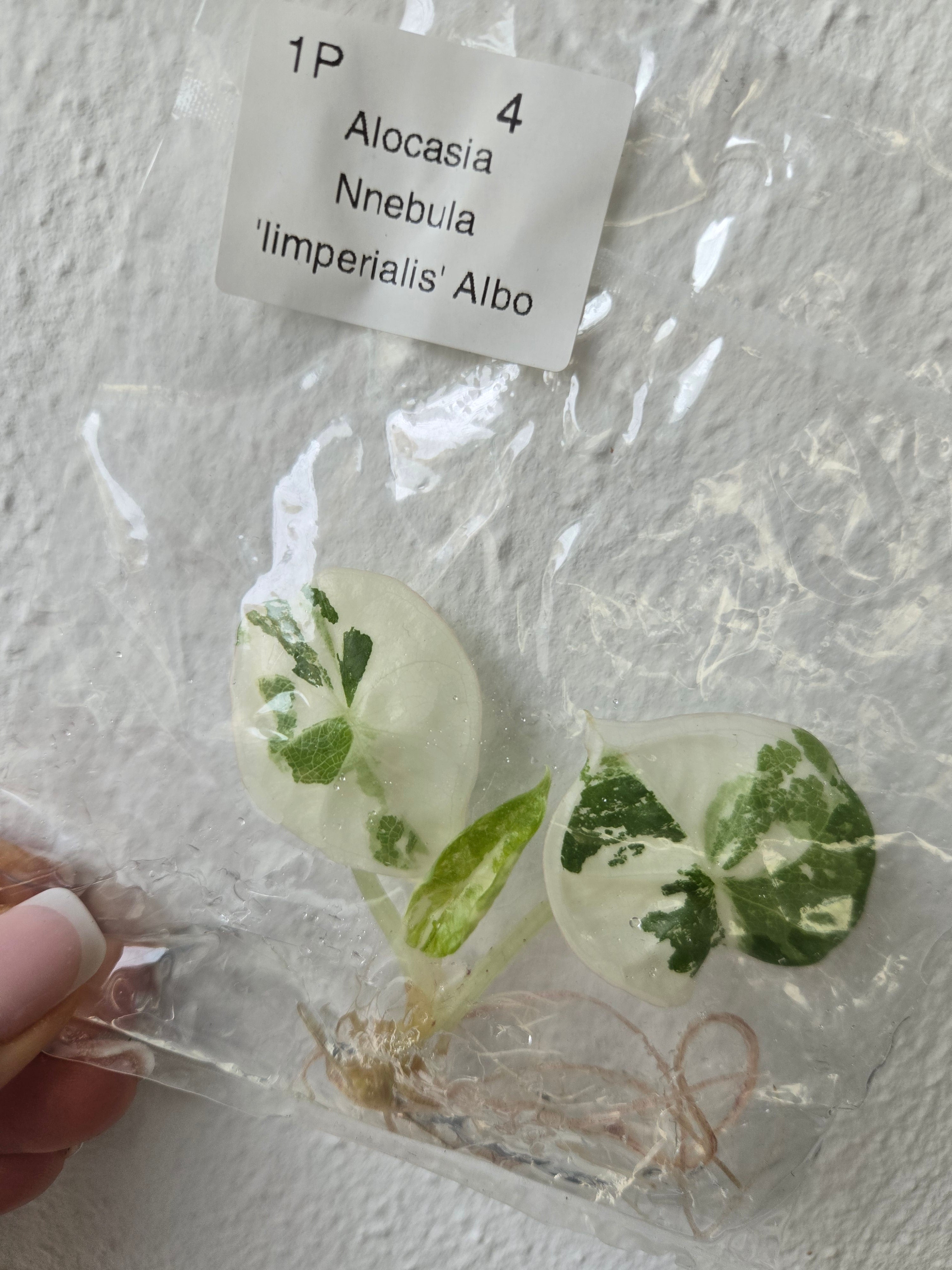 Alocasia Nebula Albo - TC