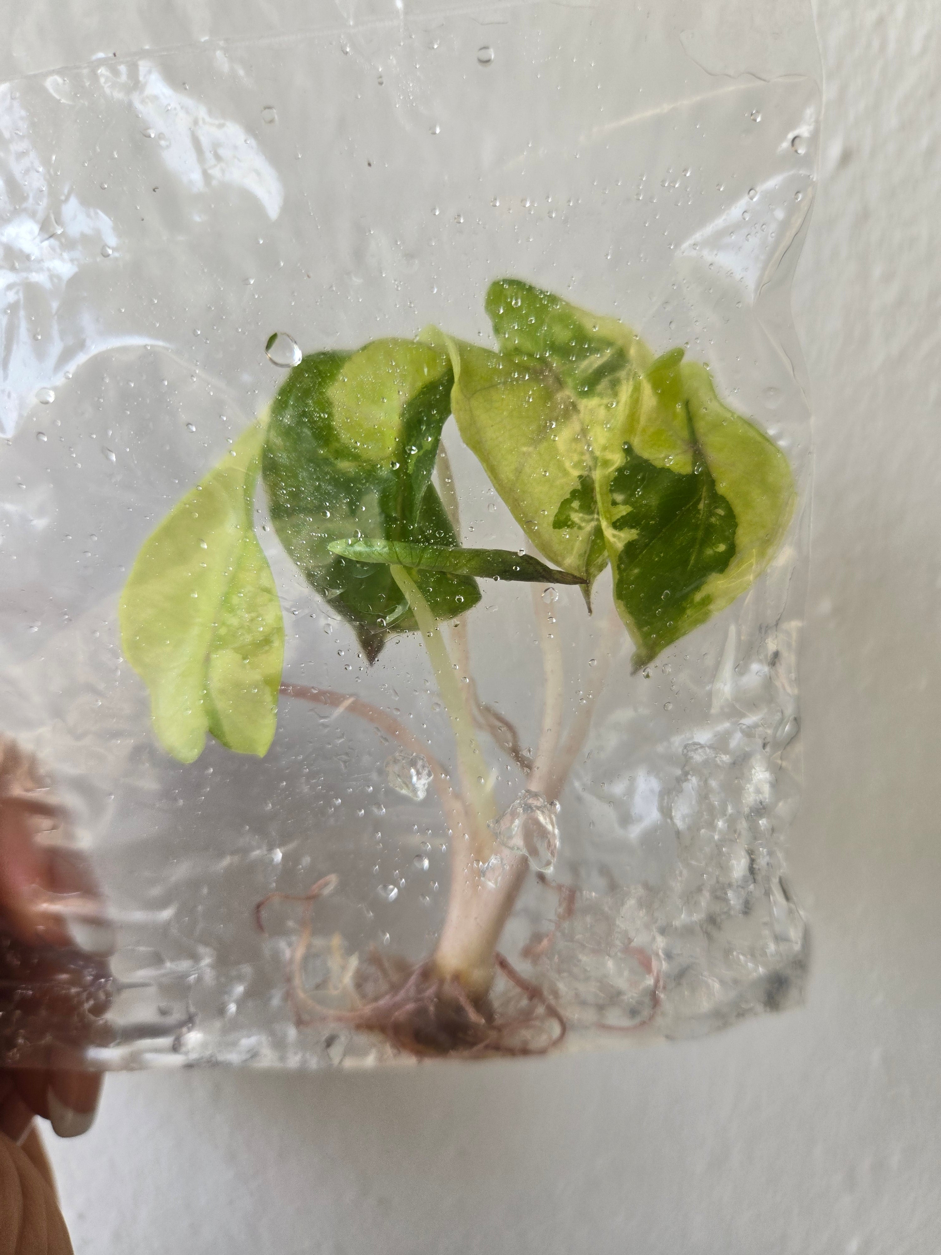 Alocasia Yucatan Variegated - Tissue Culture - TC