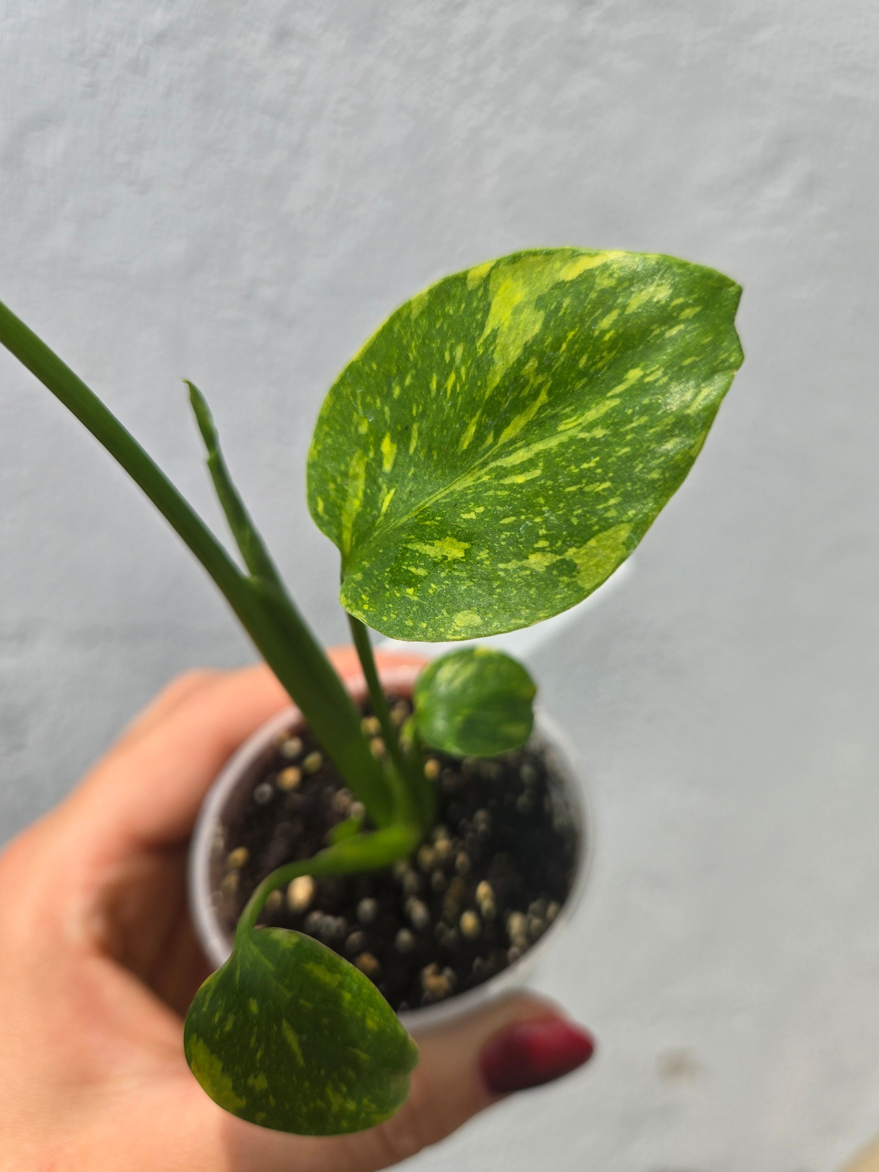 Monstera Electrolight