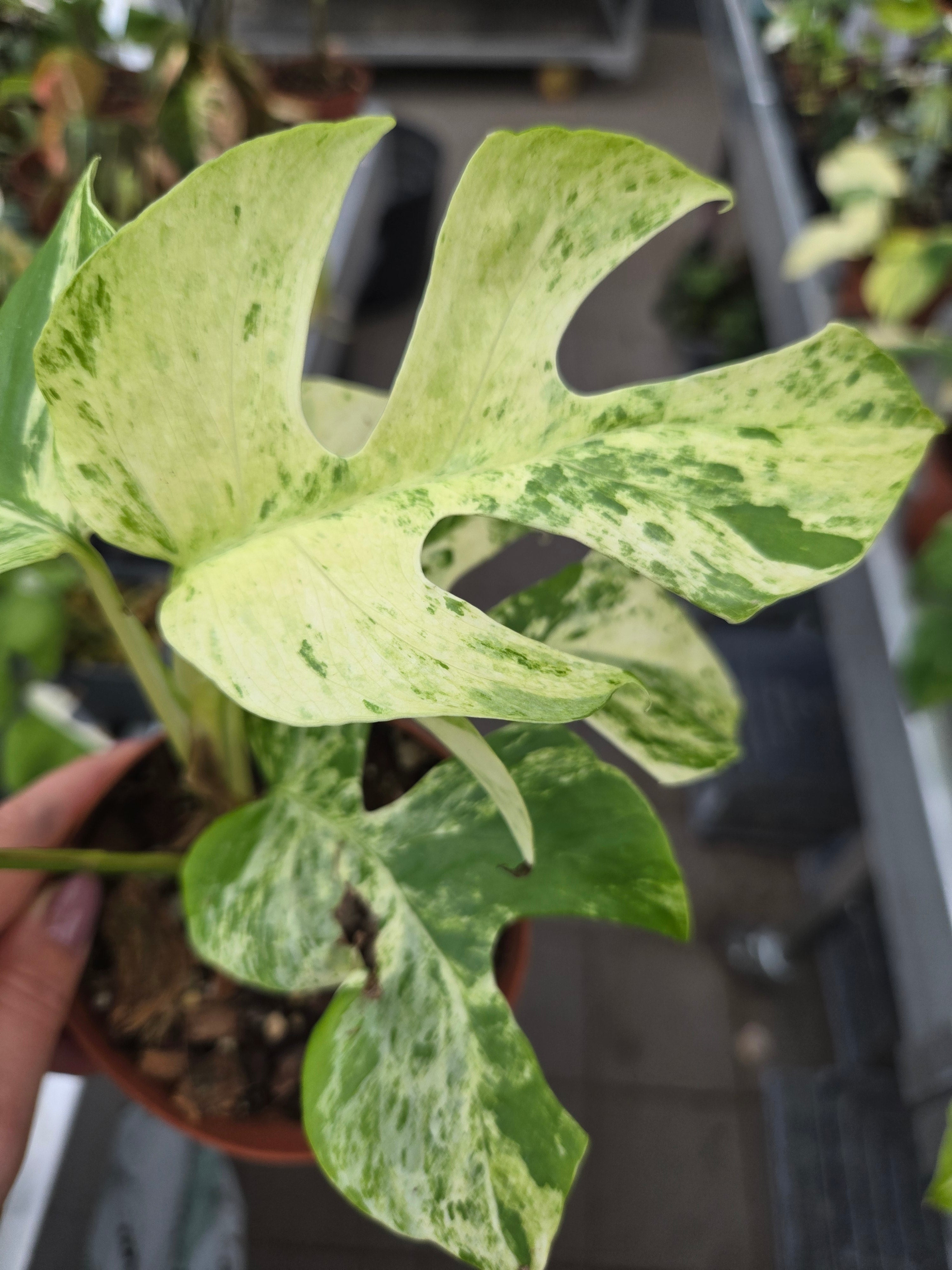 Rhaphidophora tetrasperma Miracle