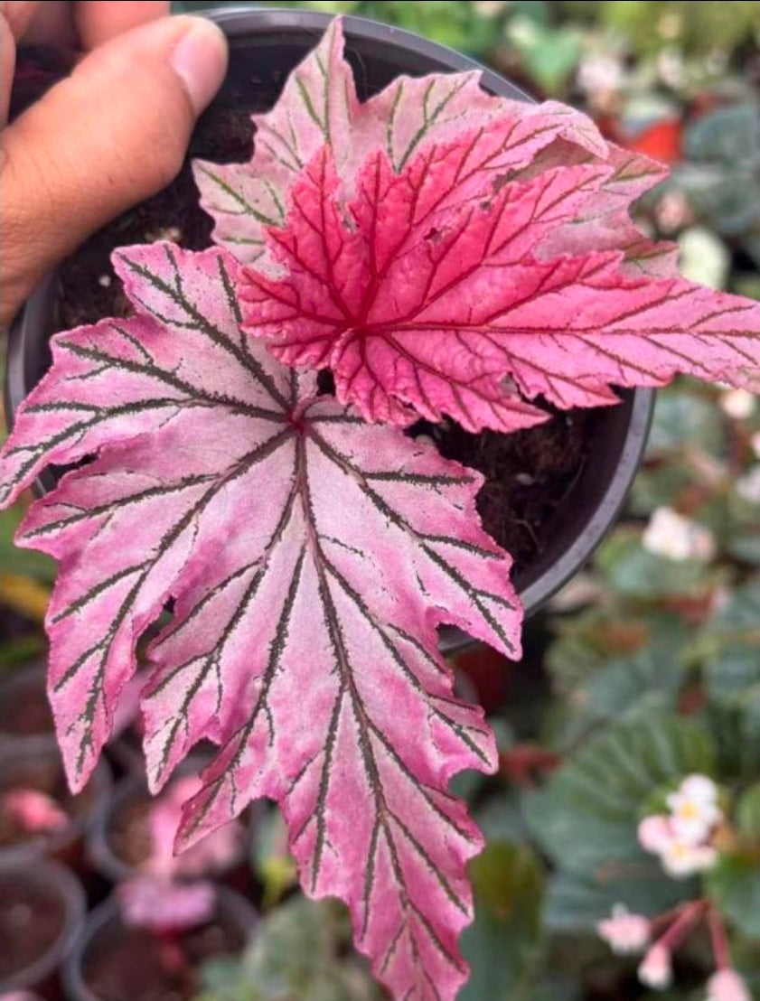 Begonia Lamoon - TC