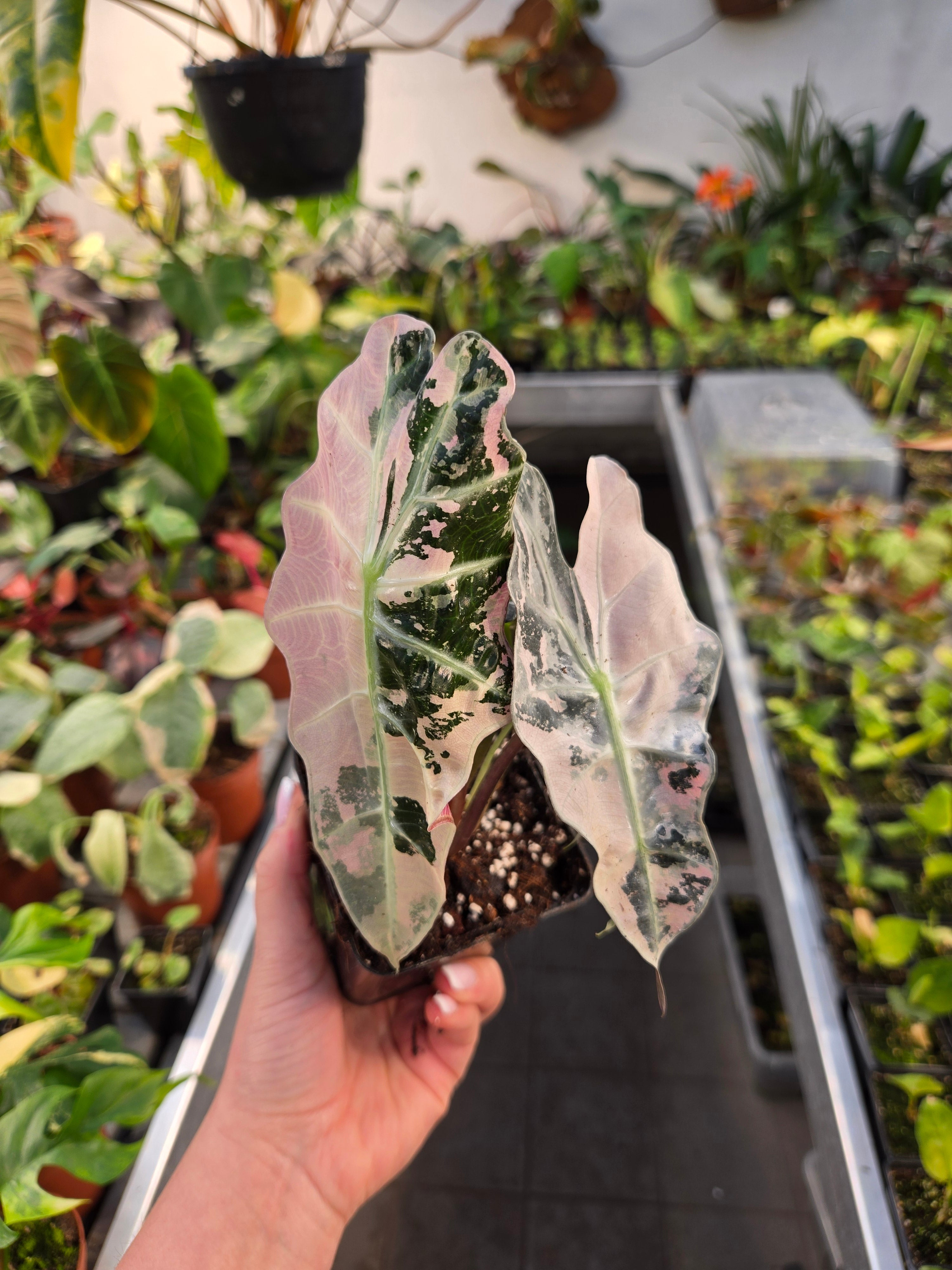 Alocasia Polly Pink Premium