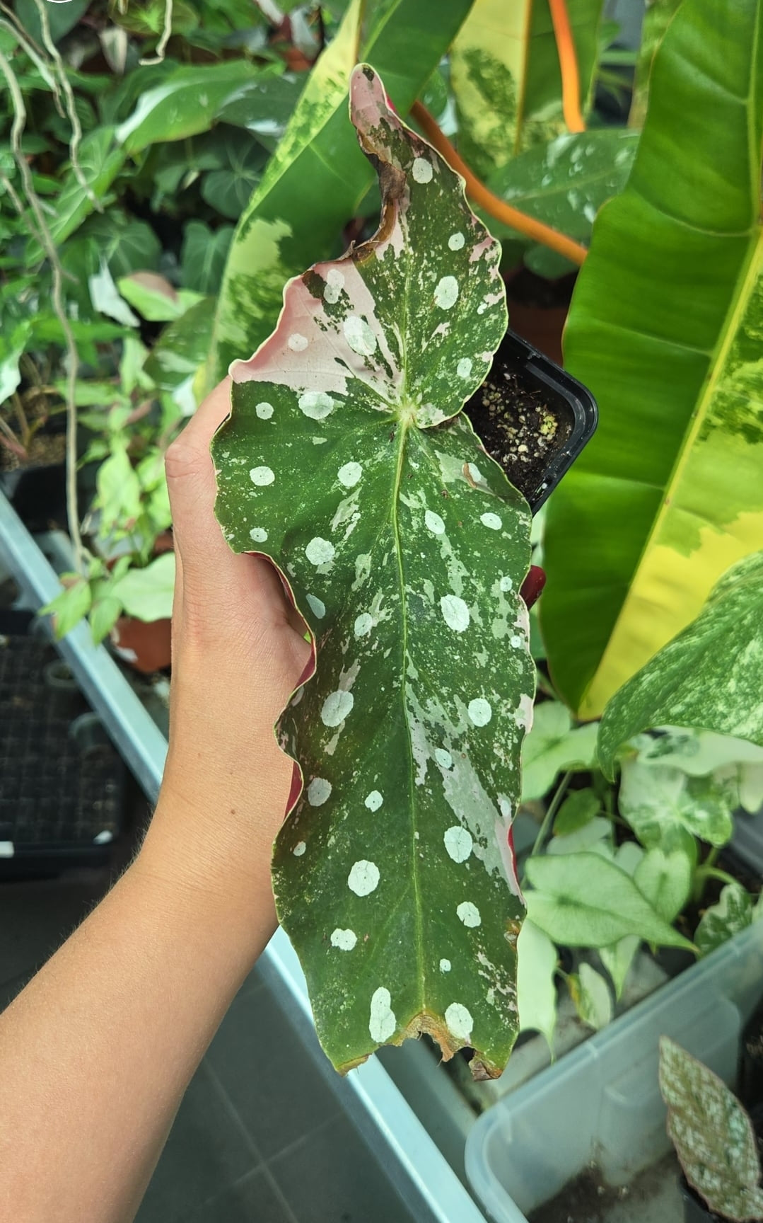 Maculata pink