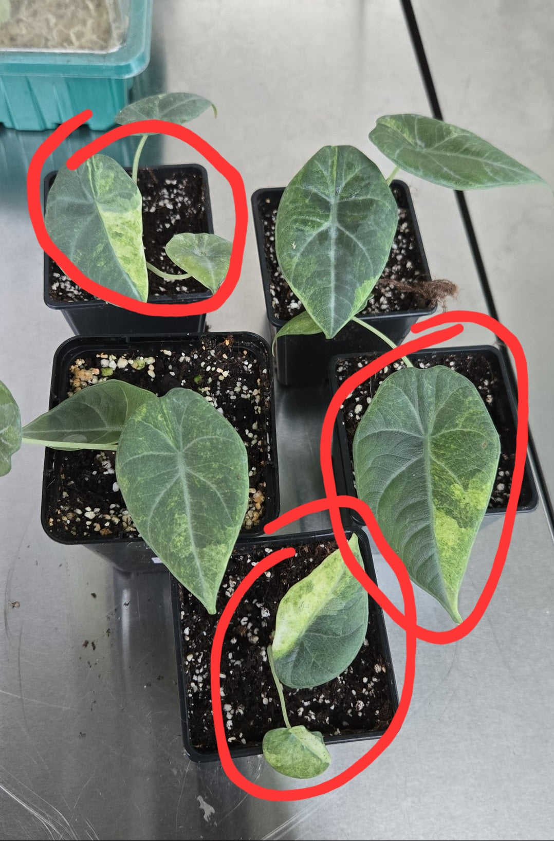 3x Maharani Aurea