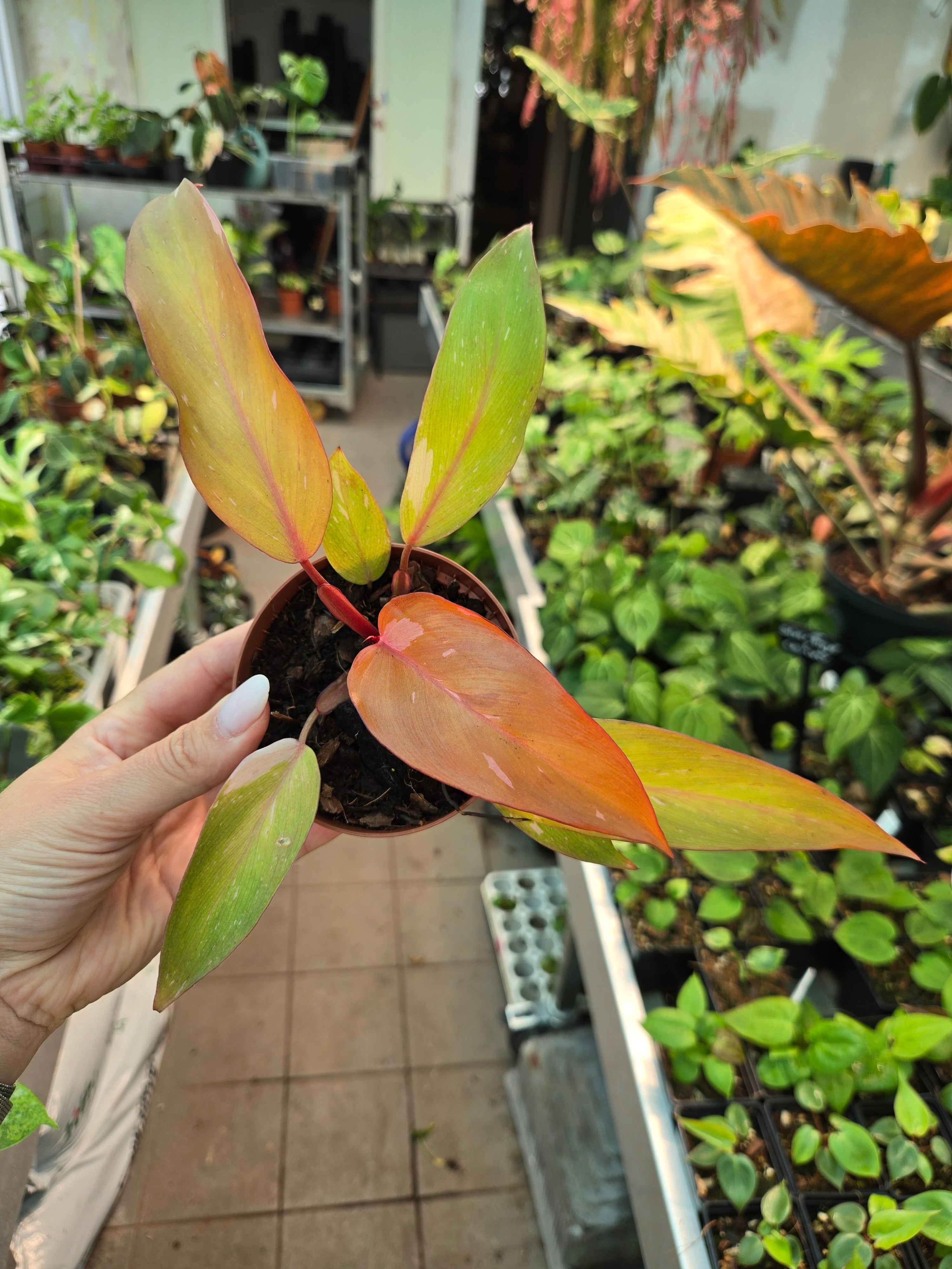 Philodendron Persimmon Princess