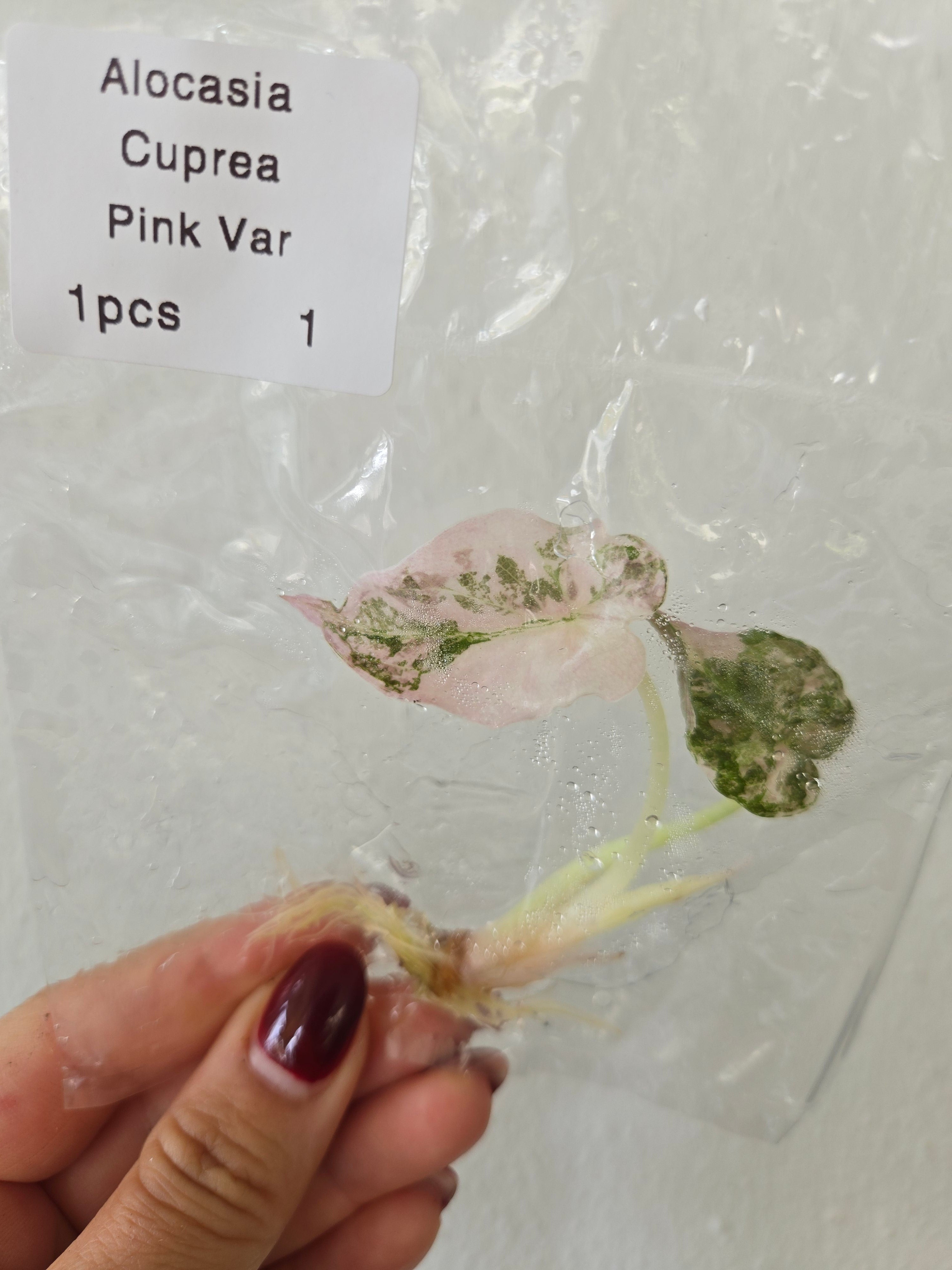 Alocasia Cuprea Pink Variegata - TC- Tissue Culture