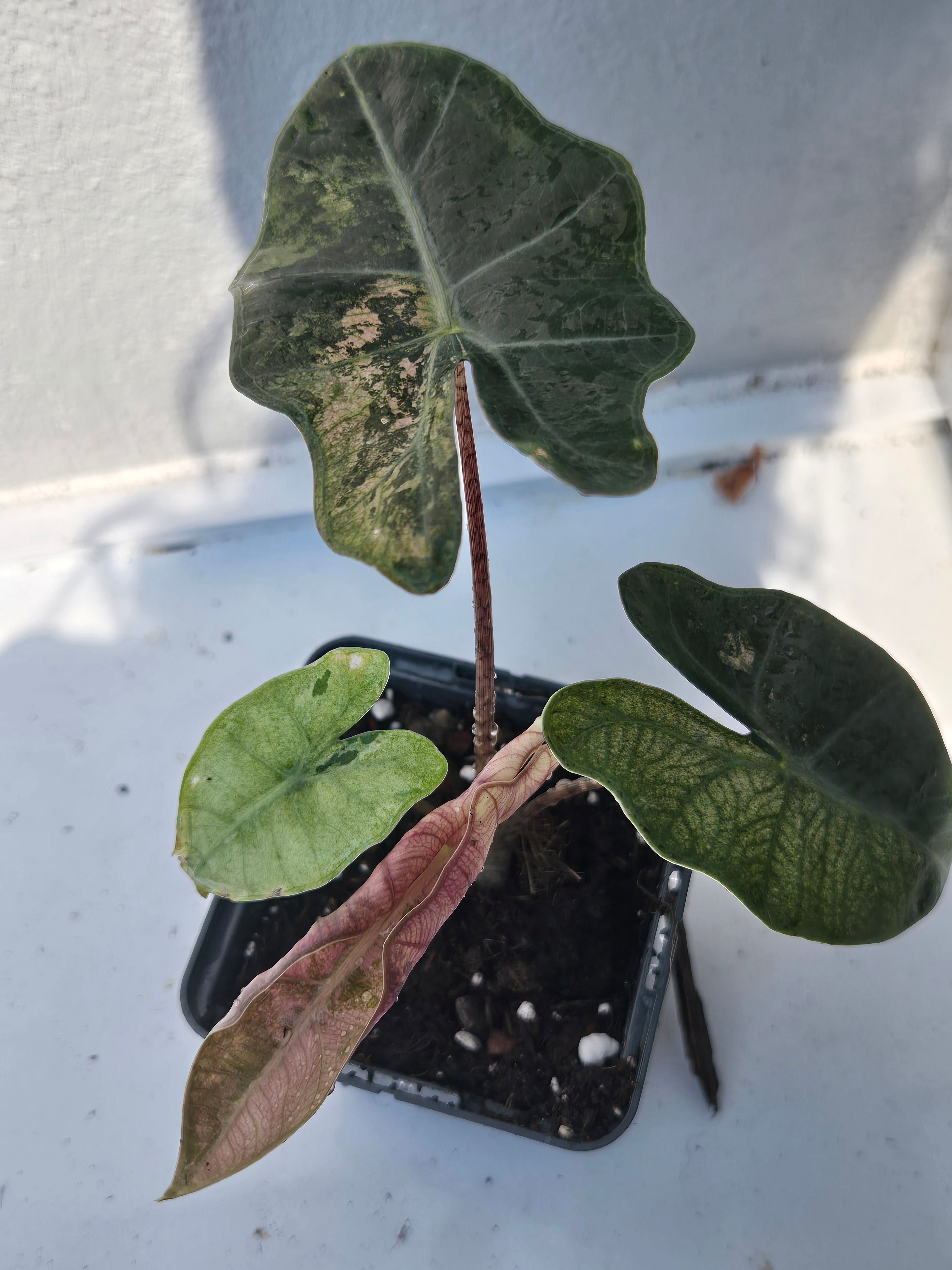Alocasia Sanderiana Pink (echte)