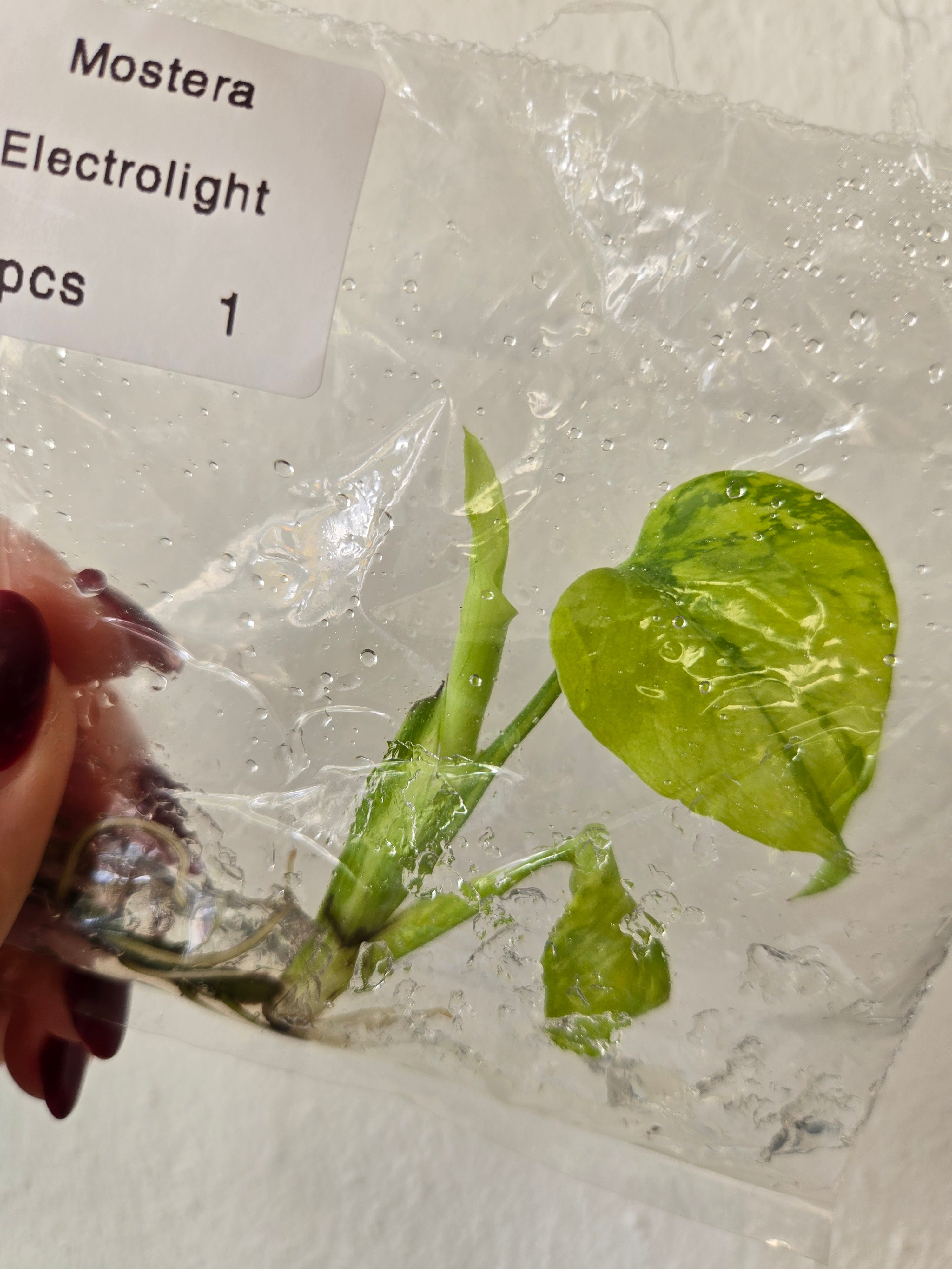 Monstera Electrolight