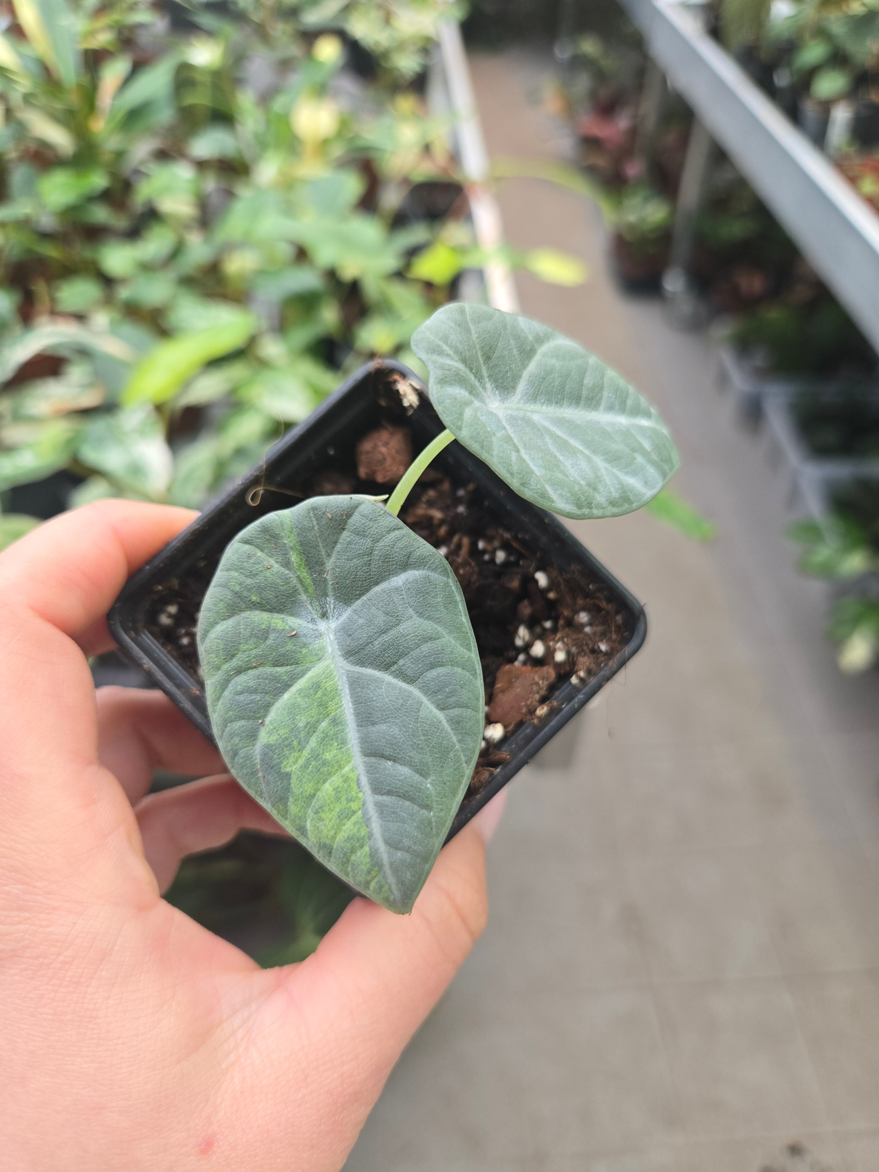 Alocasia Maharanii Aurea