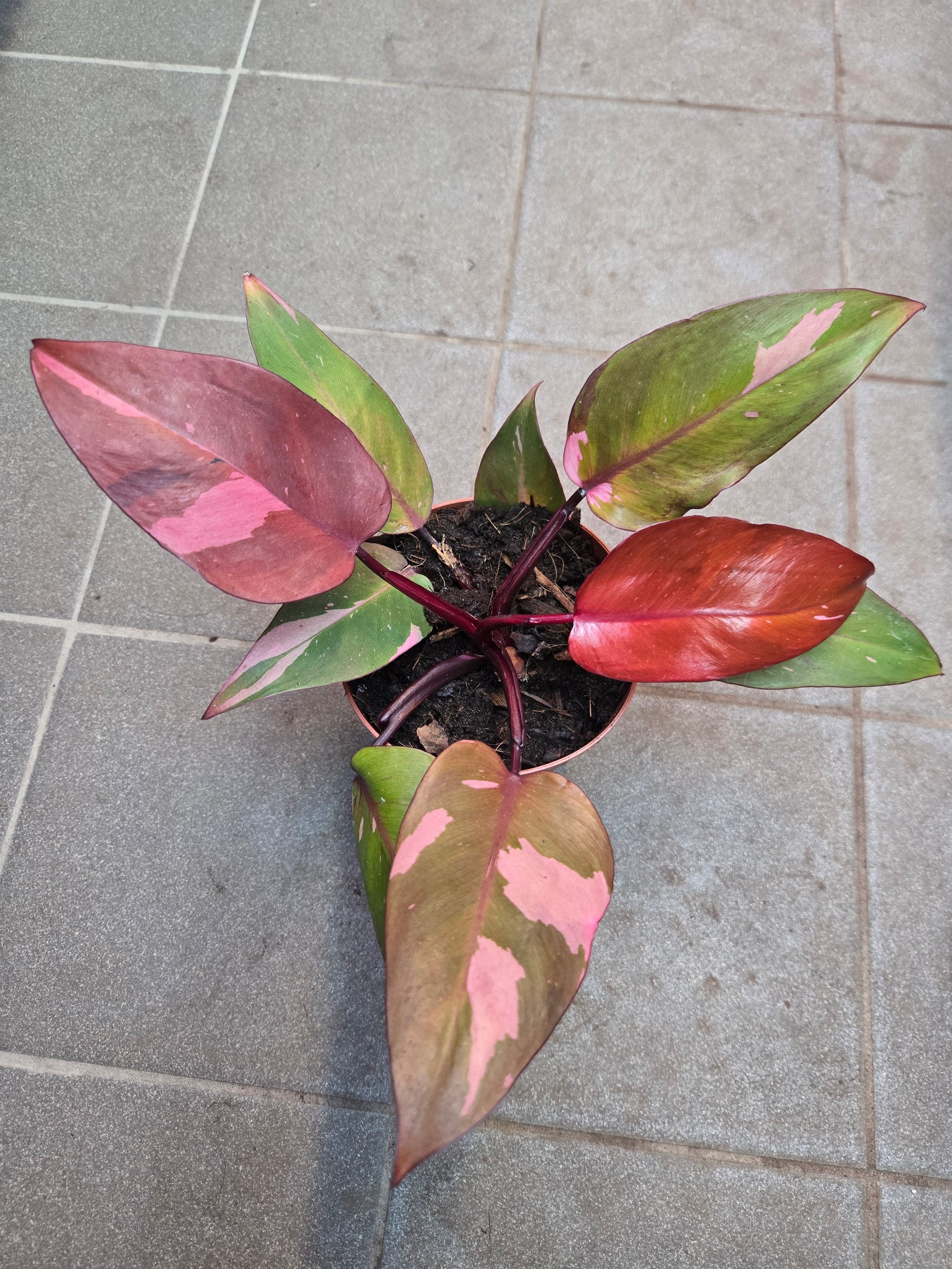 Philodendron Persimonn Princess