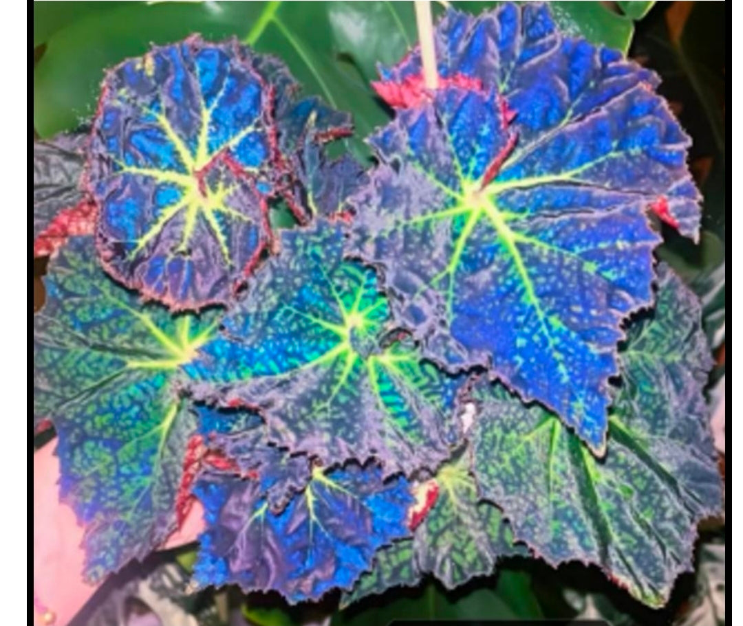 Begonia Brook Crystal - TC