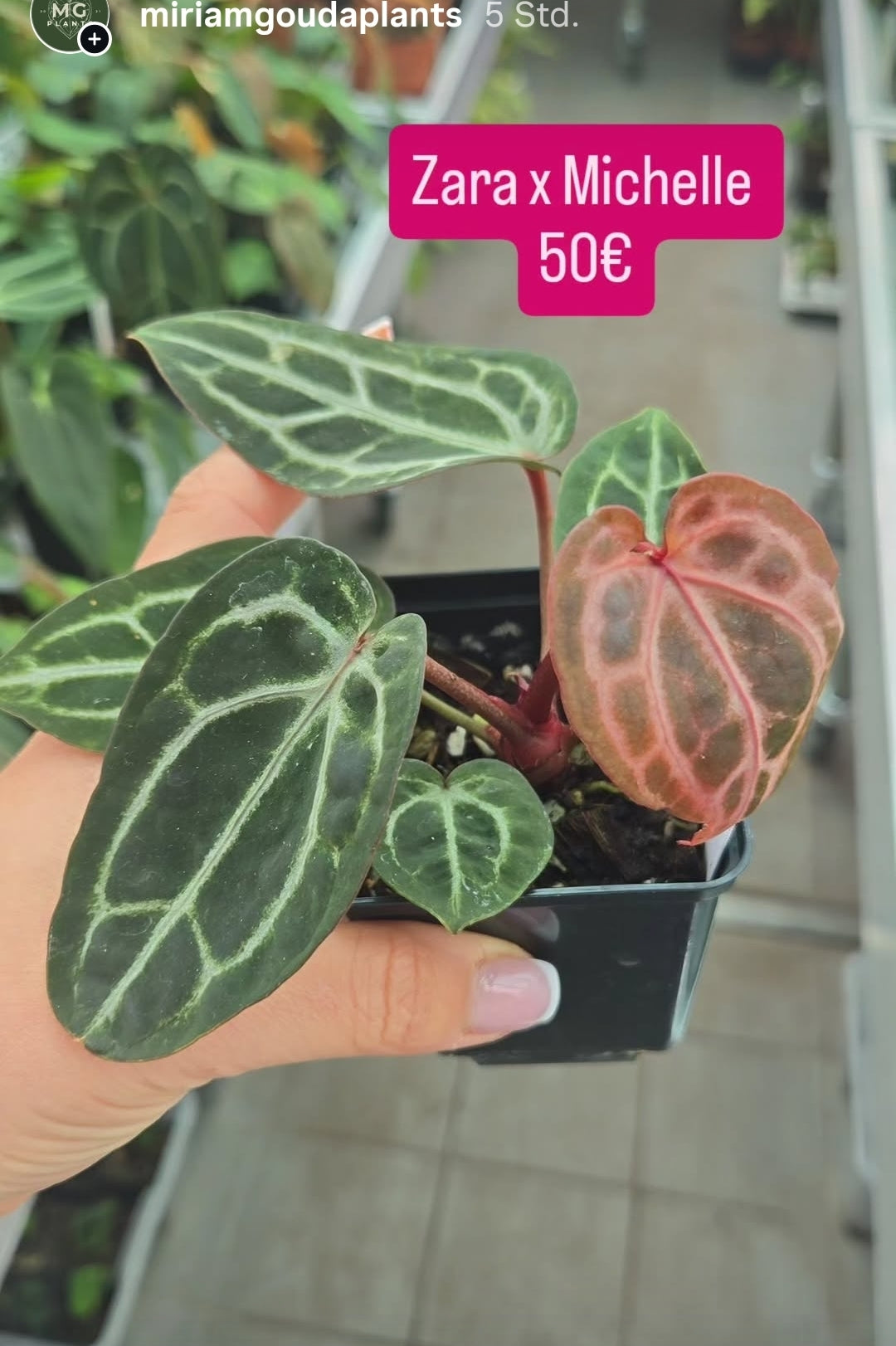 Anthurium Zara x Michelle