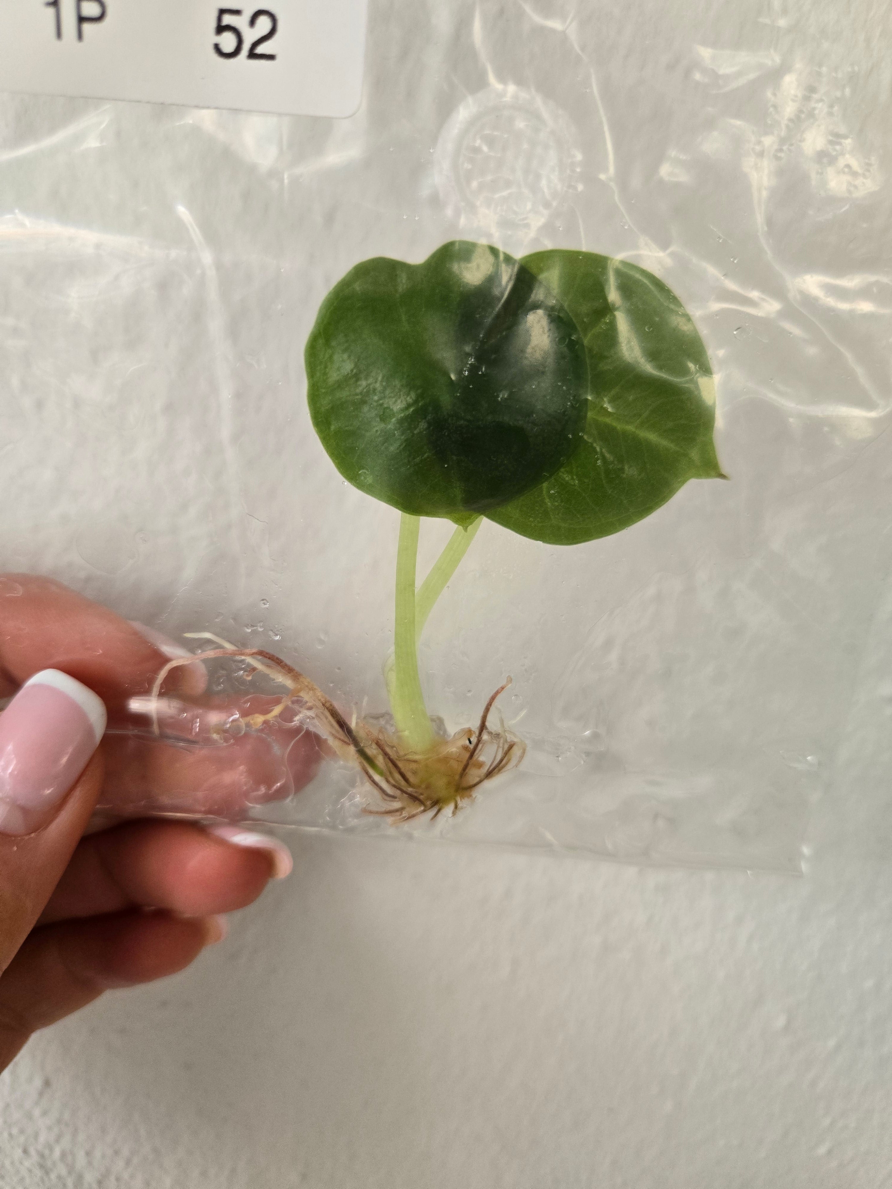 Alocasia Chaii - Tc
