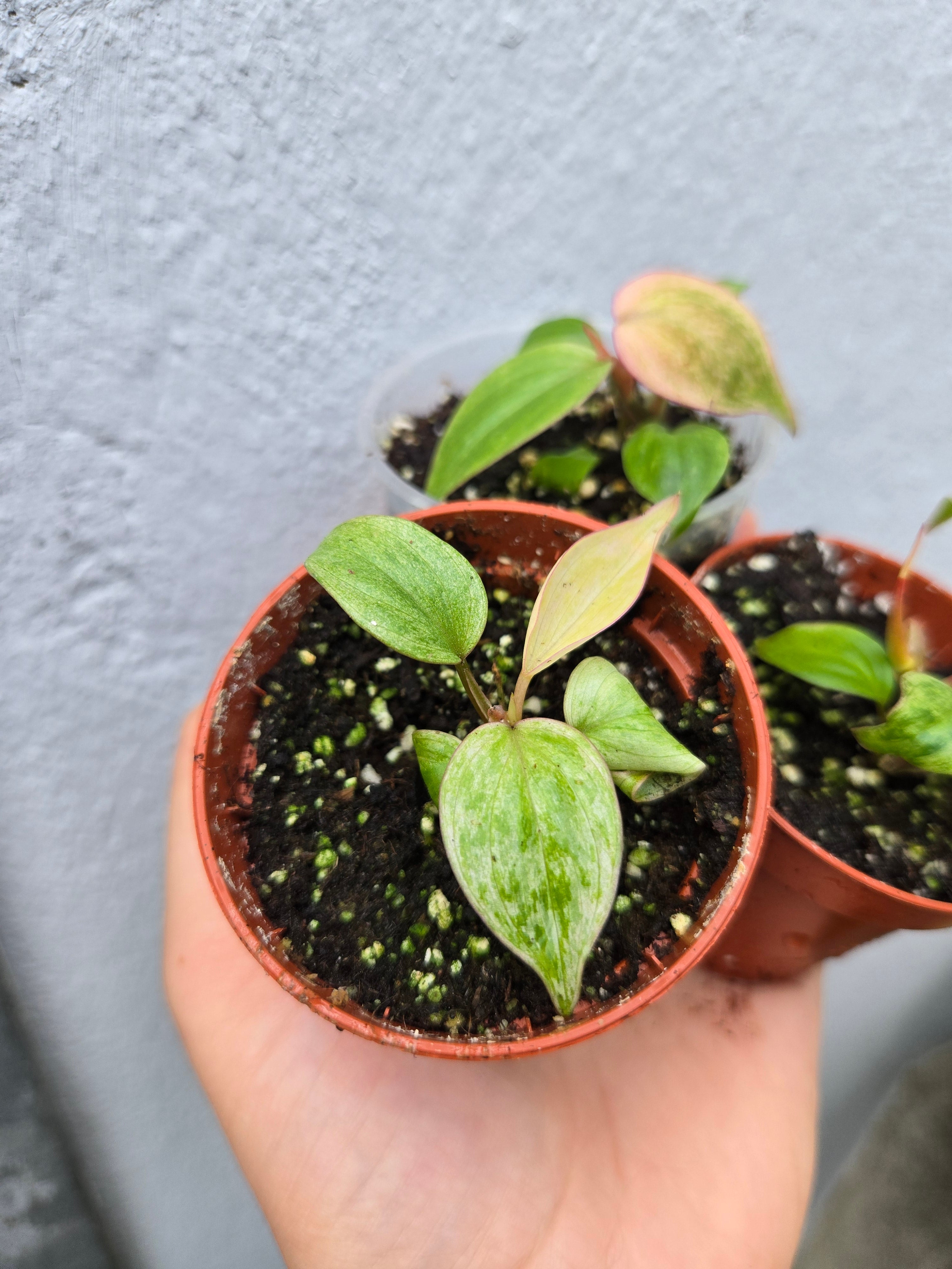 Philodendron Micans Marble Variegata