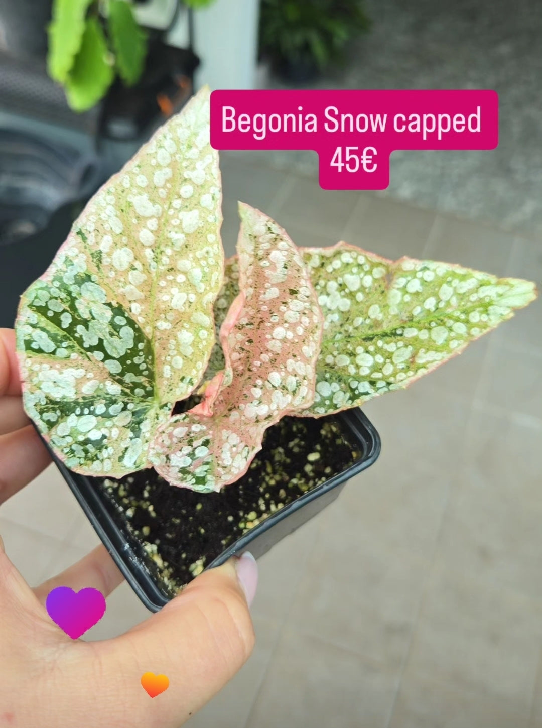 Begonia Snow capped