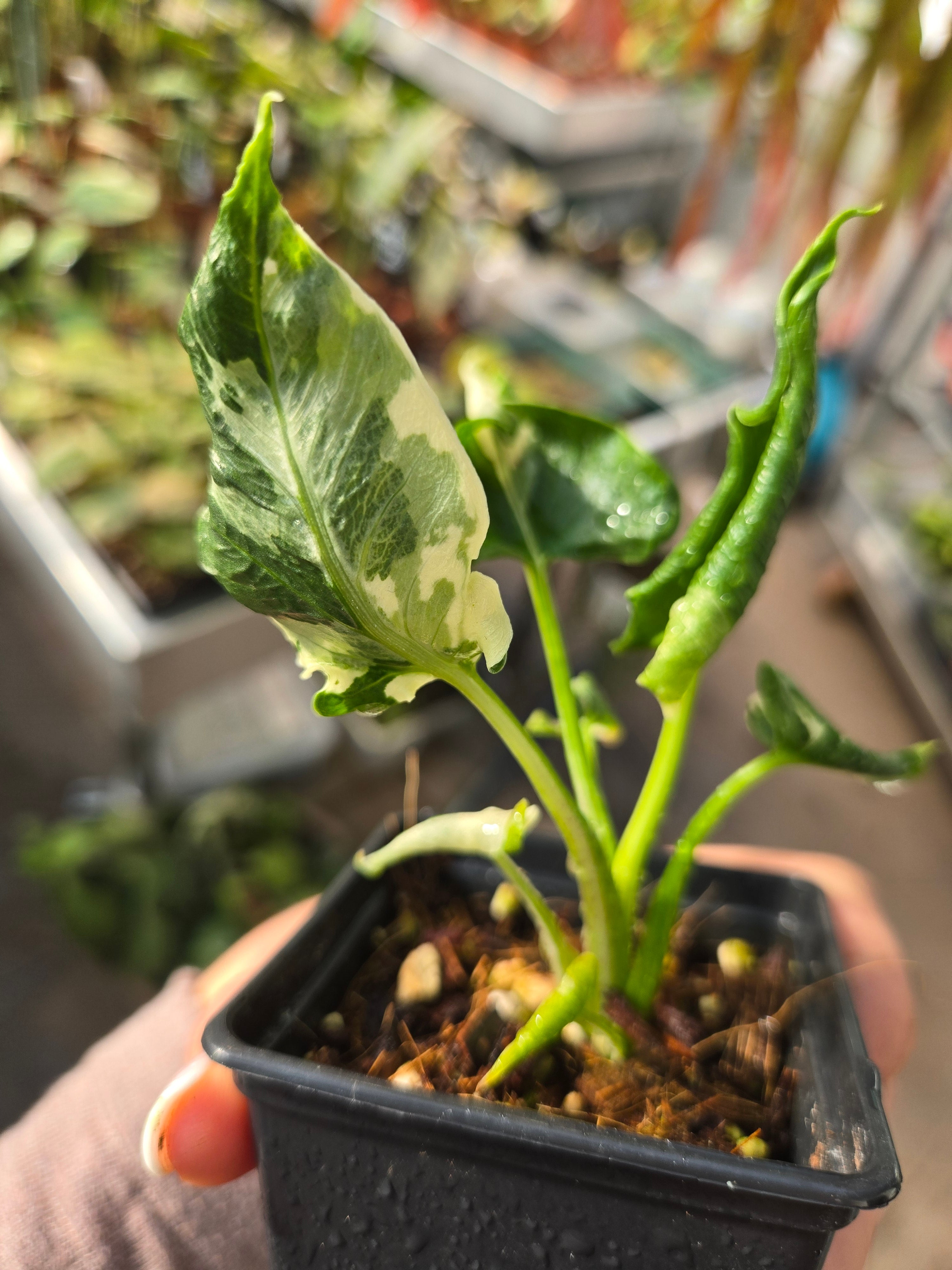 Alocasia Triangularis Albo