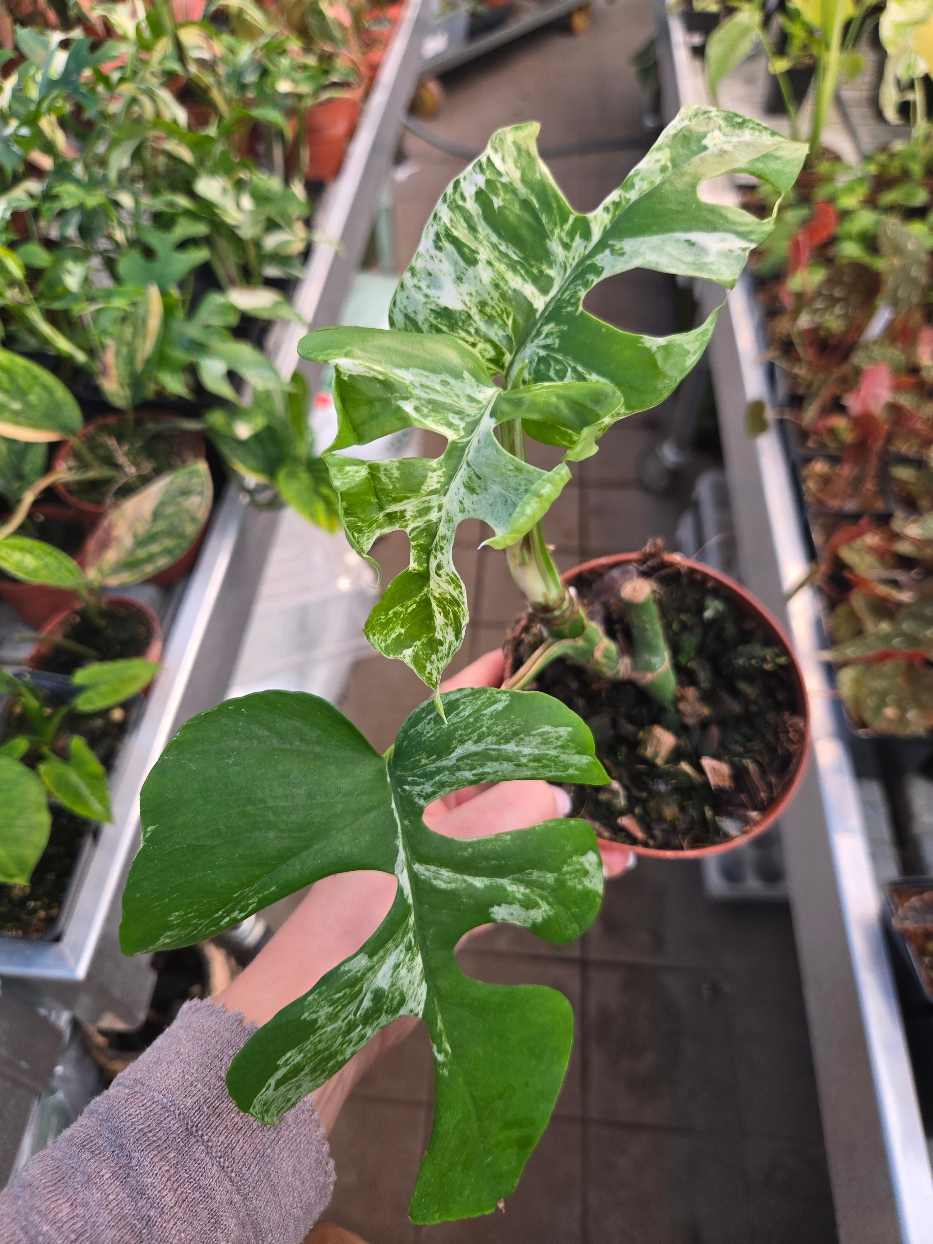 Rhaphidophora tetrasperma Super Thai