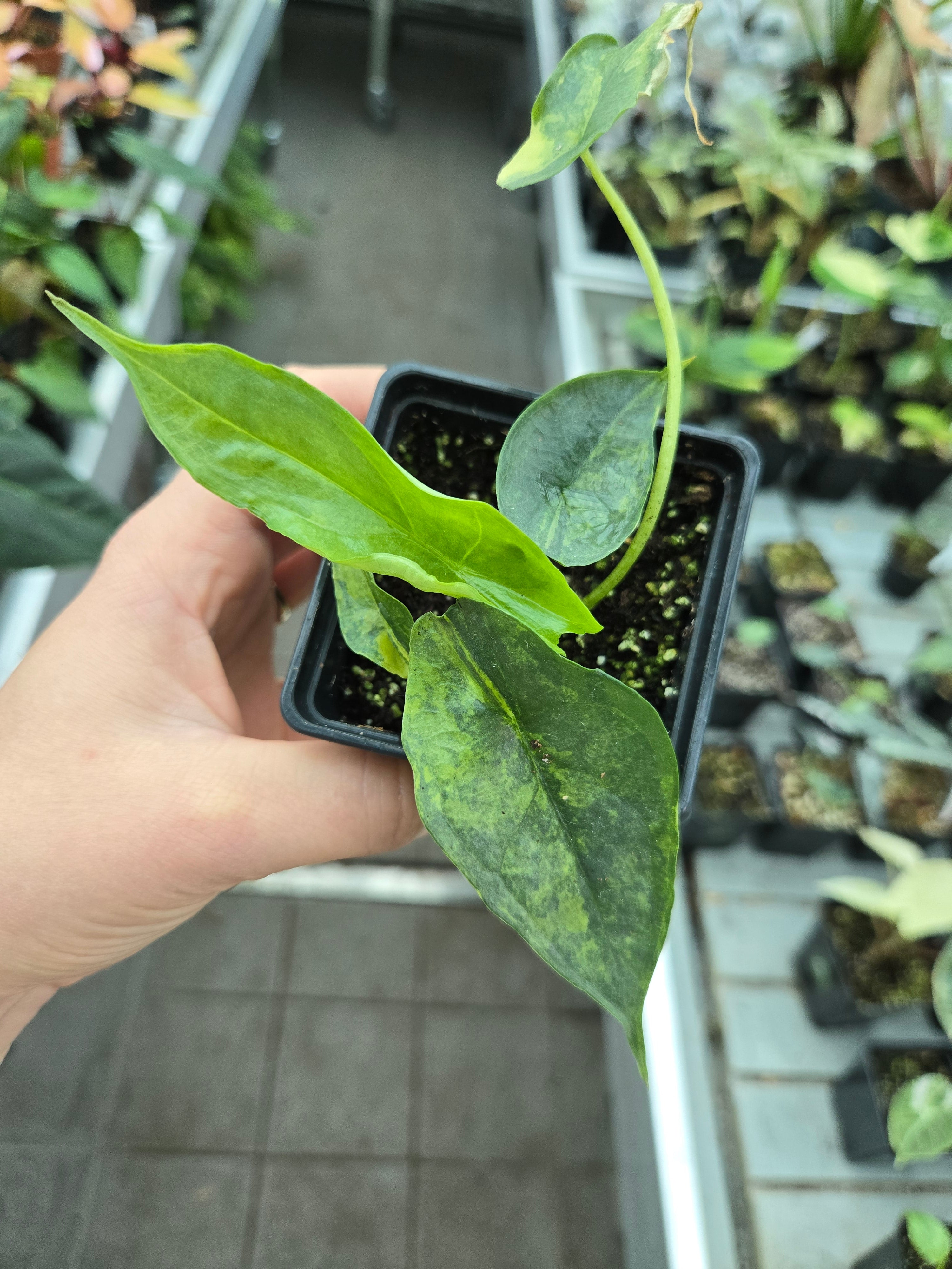 Alocasia Dragon Breath Aurea