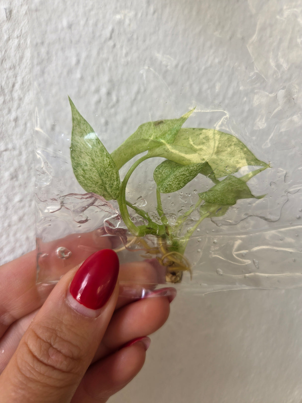 Rhaphidophora Tetrasperma Mint - TC