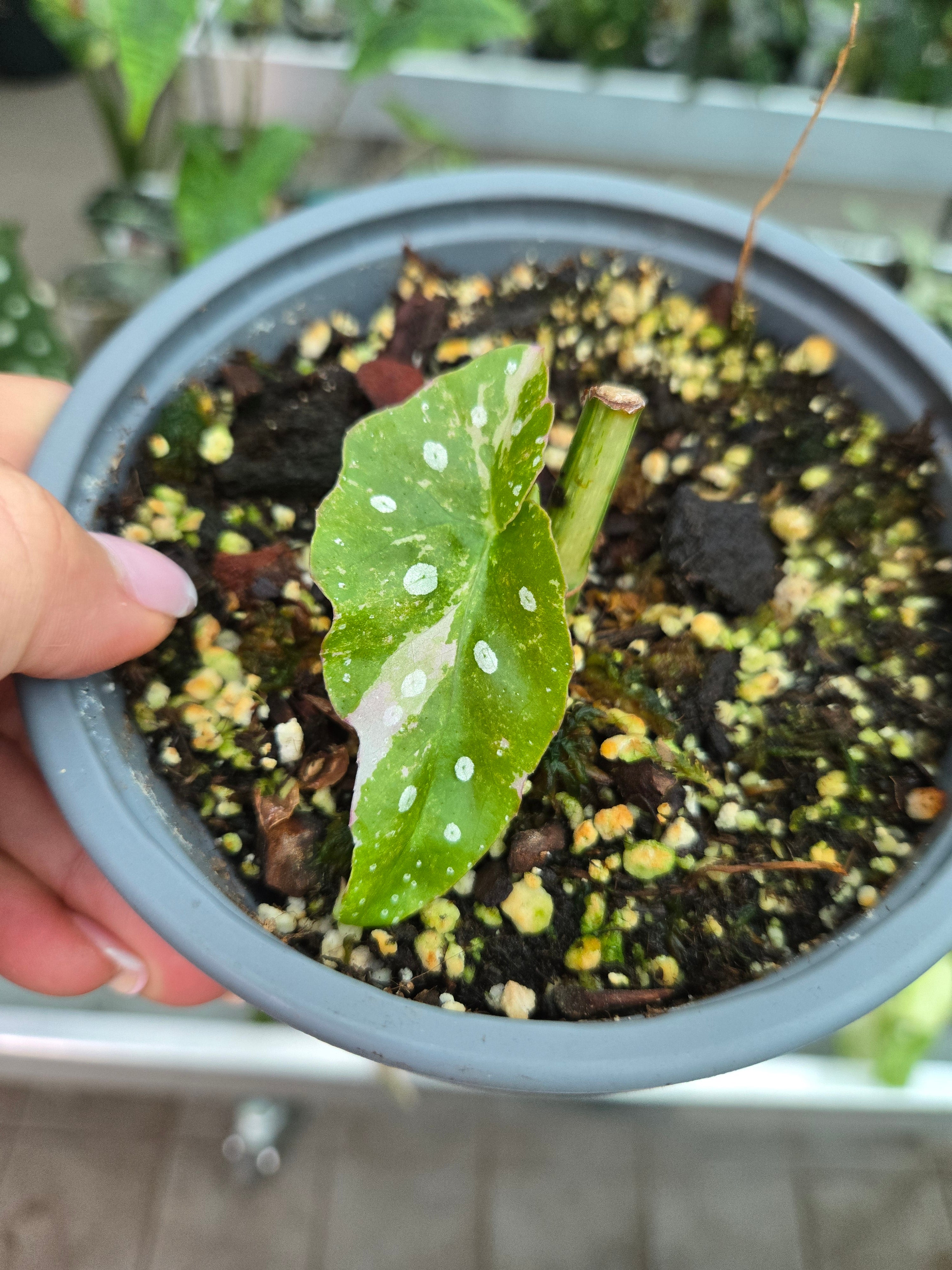 Begonia Maculata Pink Basis