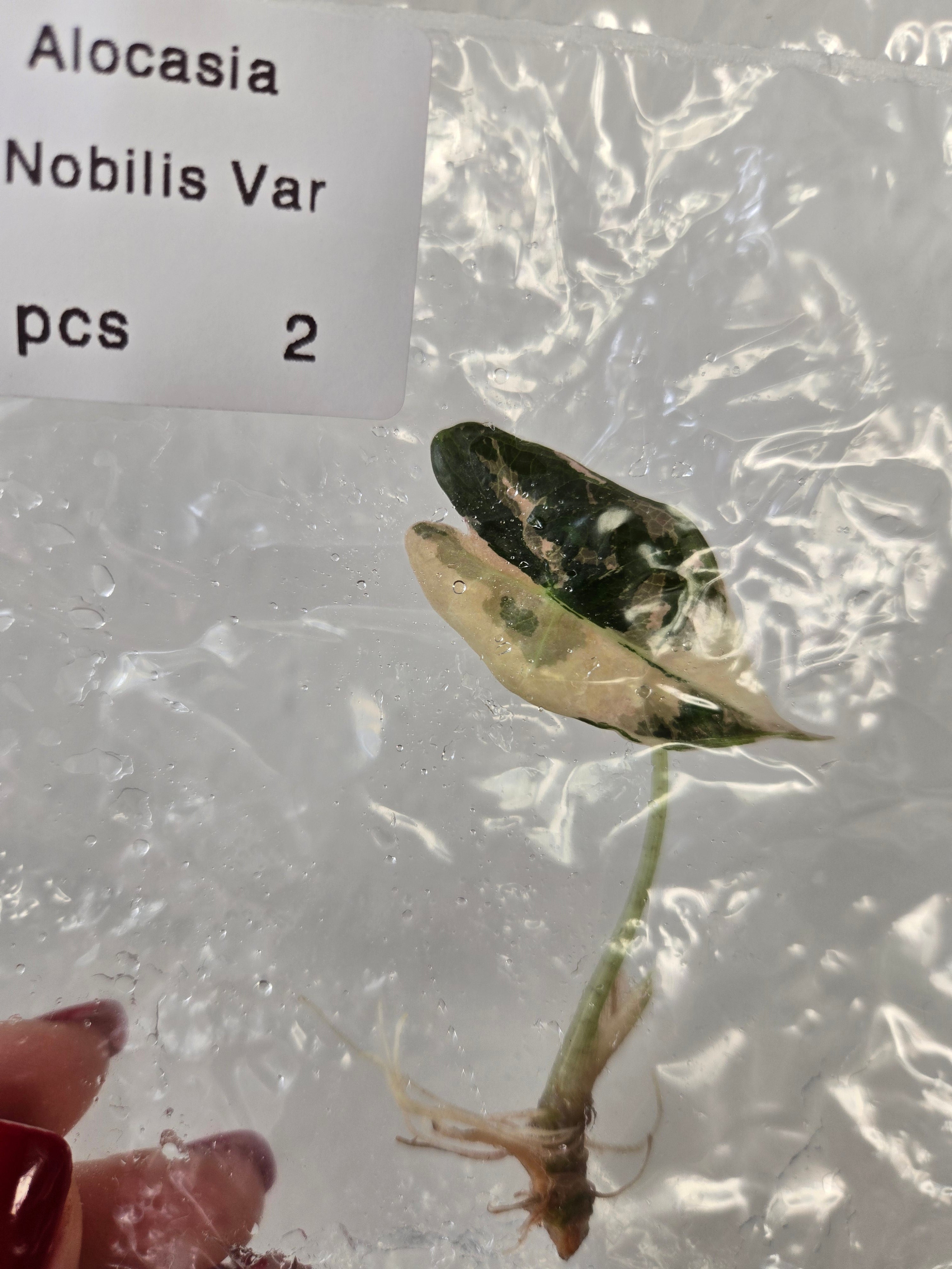 Alocasia Nobilis Pink Variegata