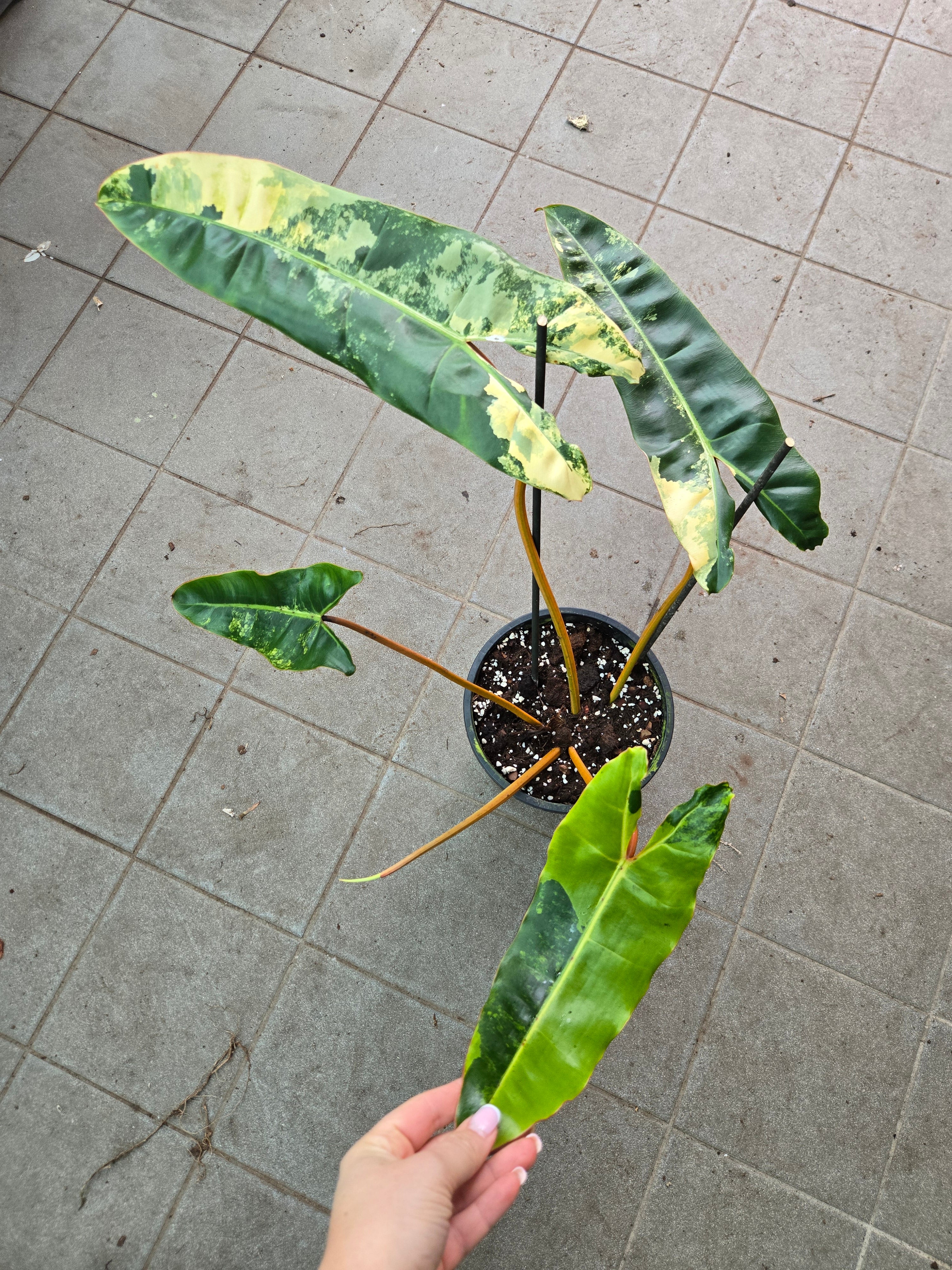 Philodendron Billietiae Variegata