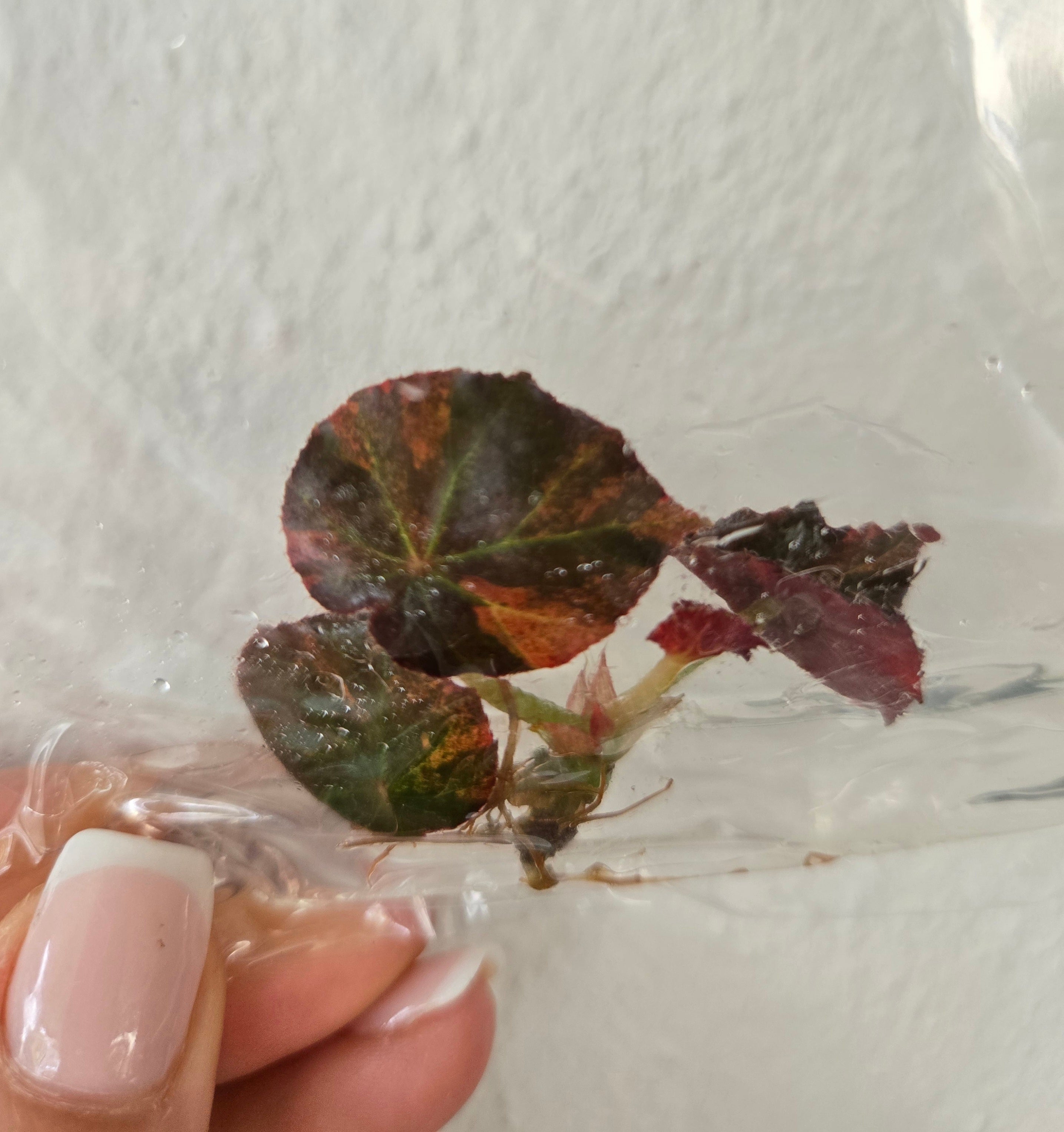 Begonia Pink Rouge Variegata - TC