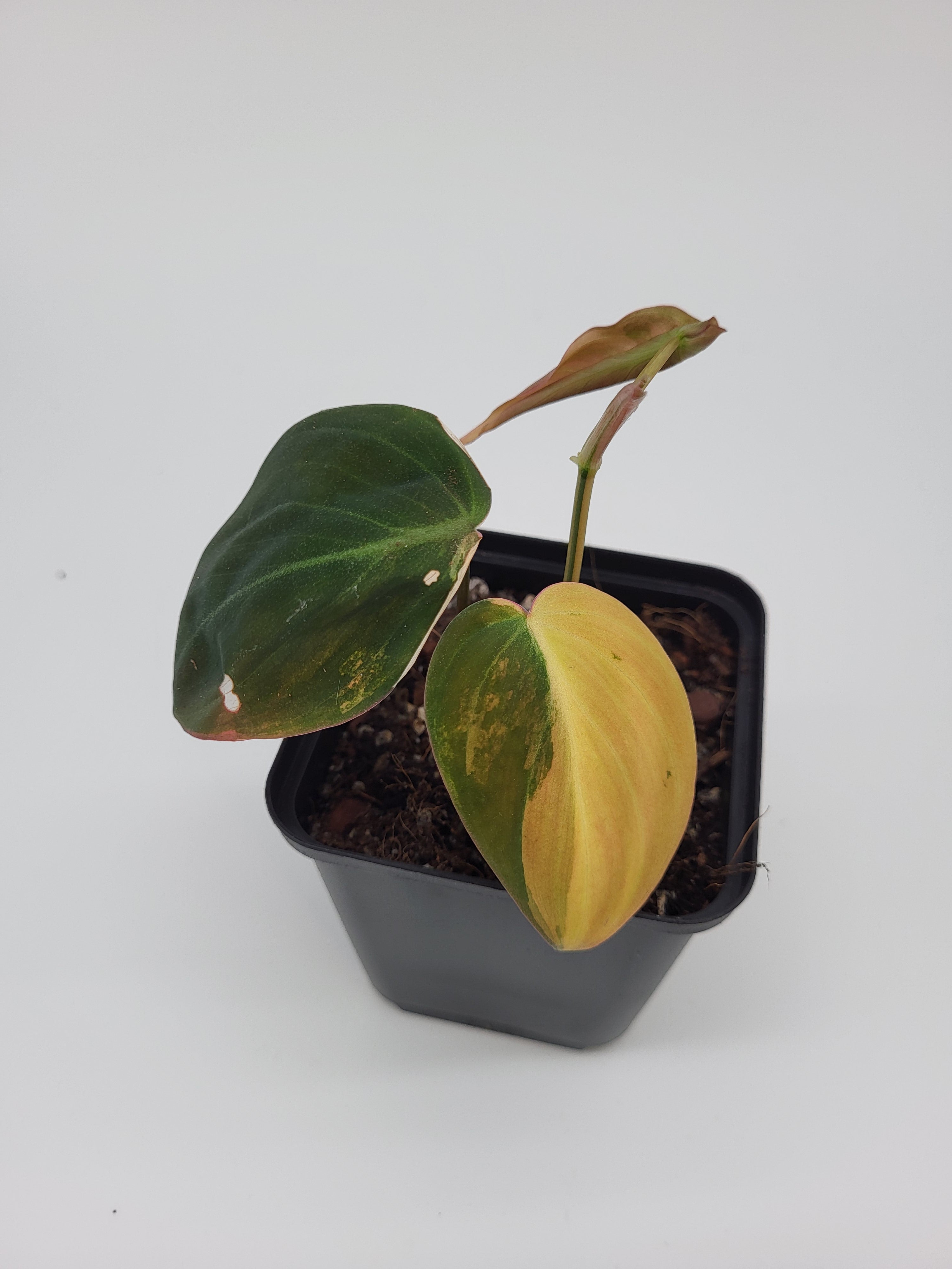 philodendron micans variegata Philodendron Micans Variegata