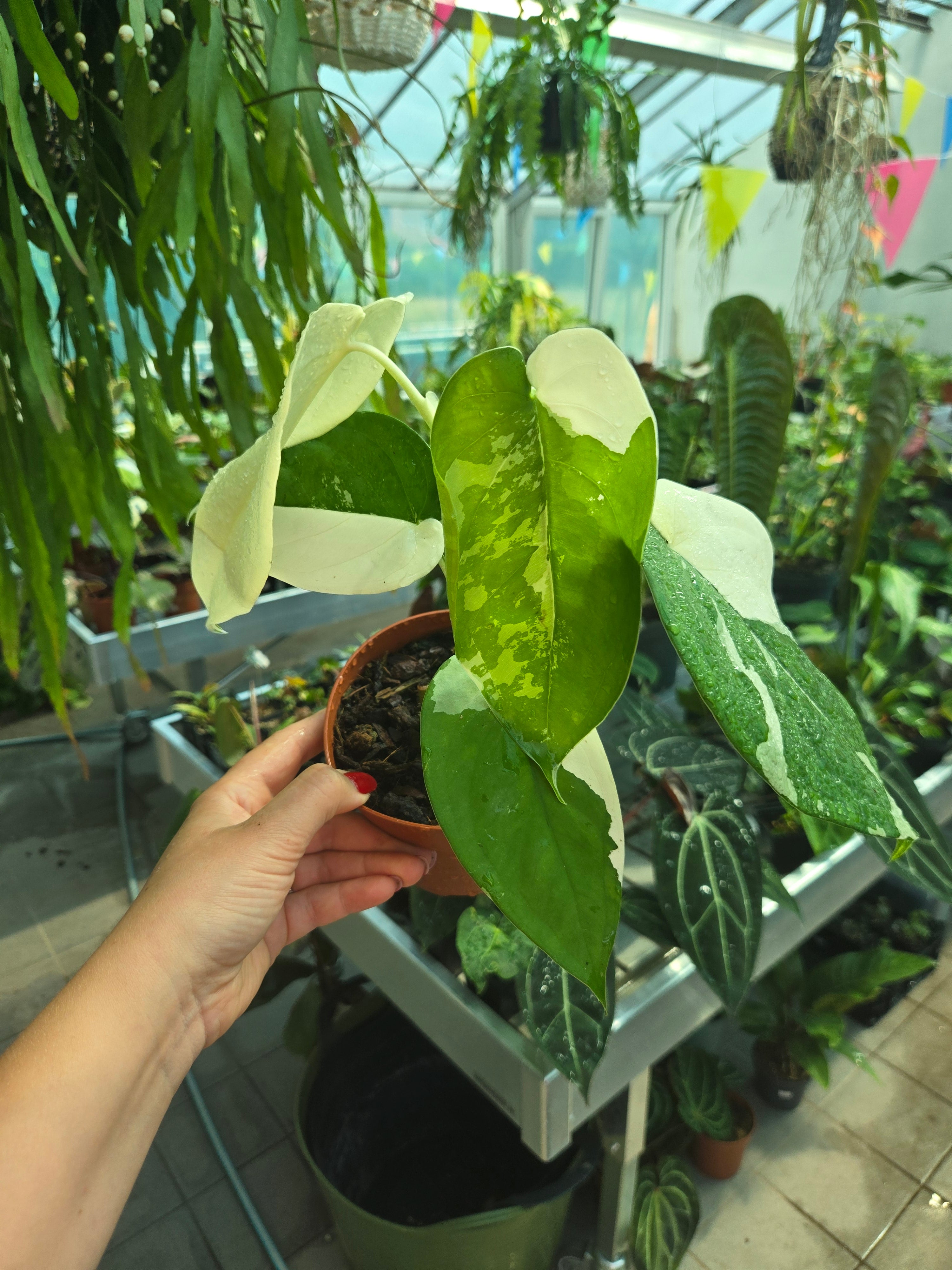 Syngonium Chiapense Variegata