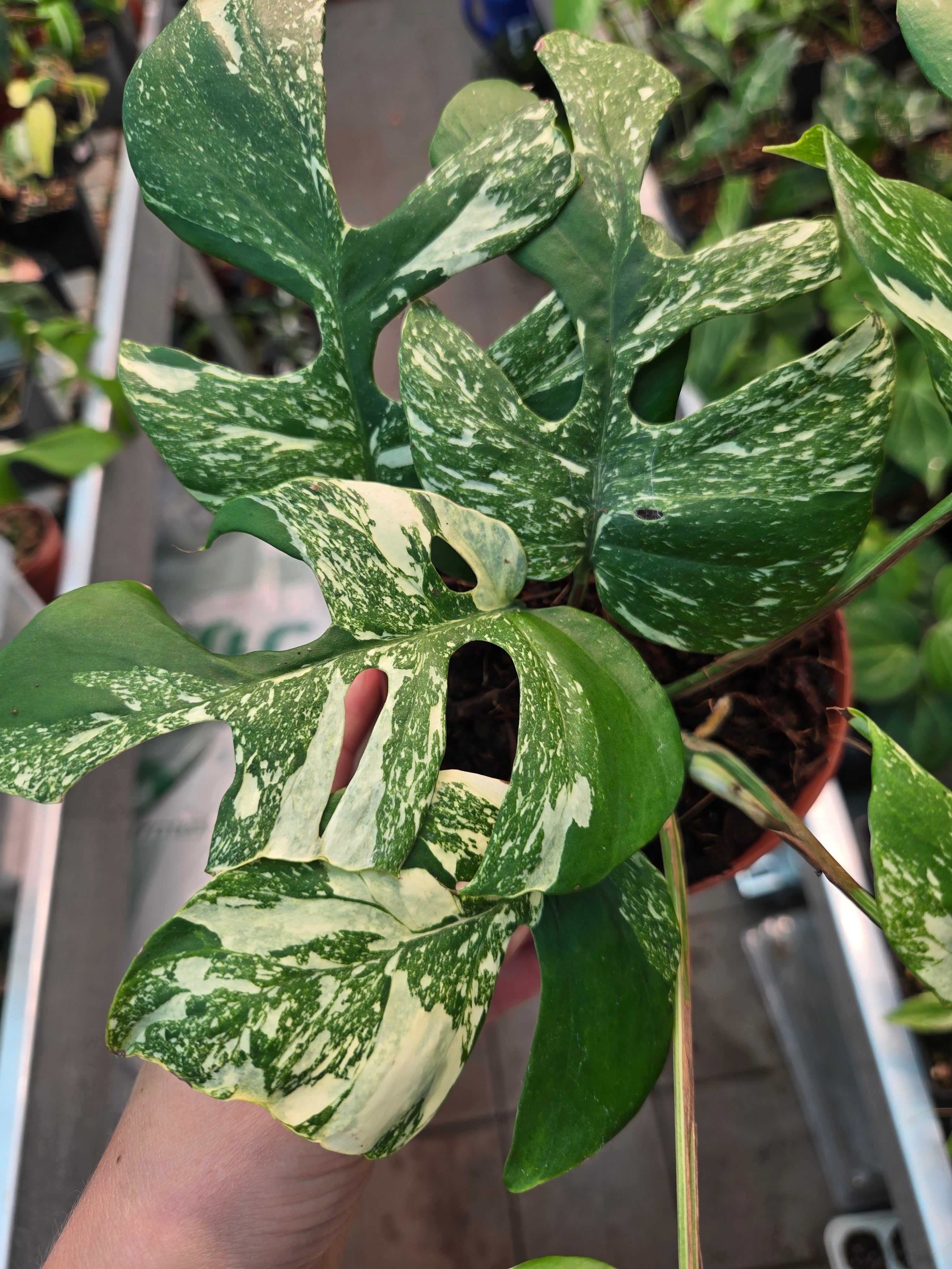 Rhaphidophora tetrasperma Super Thai