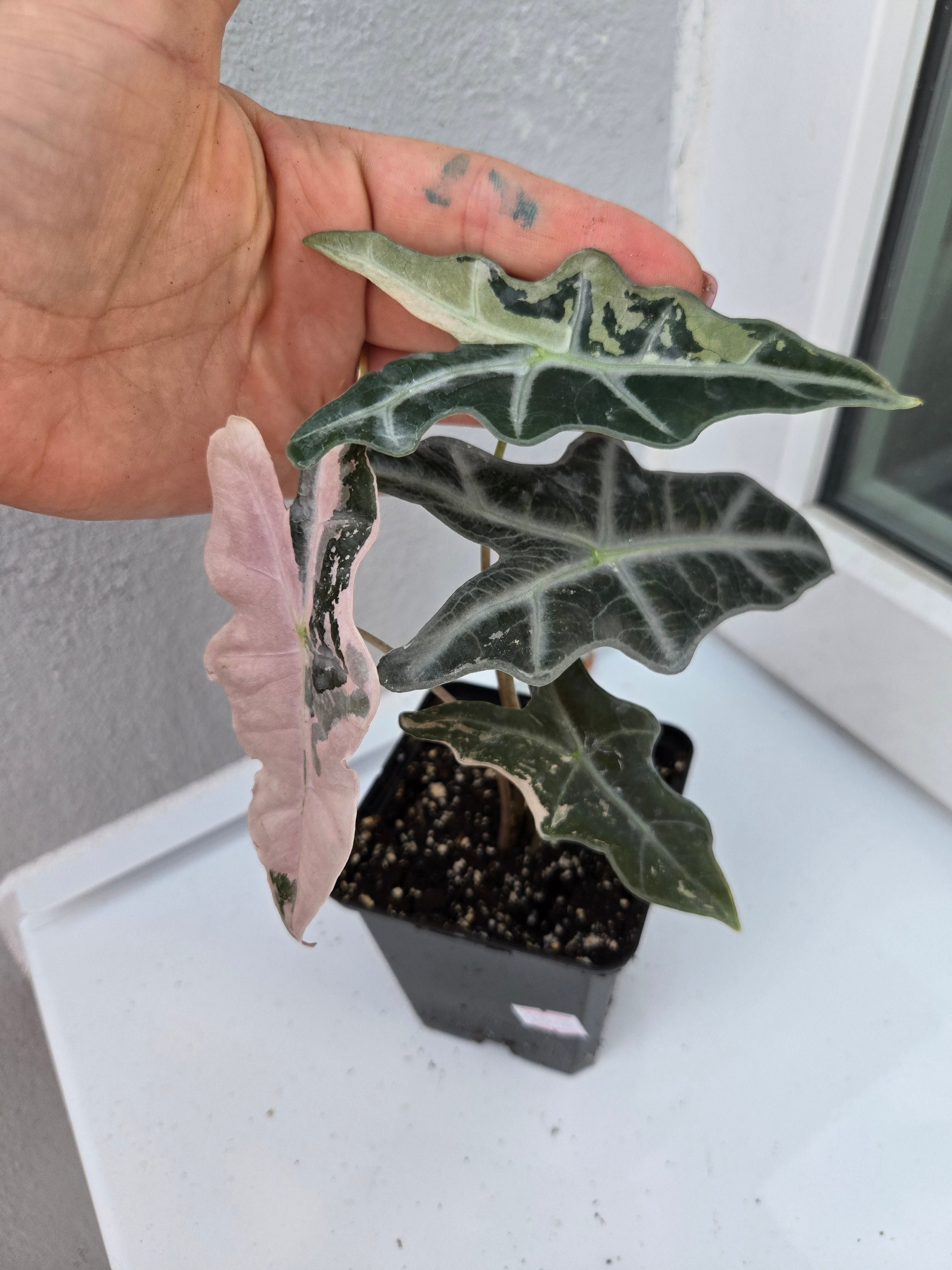 Alocasia Nobilis Pink Variegata