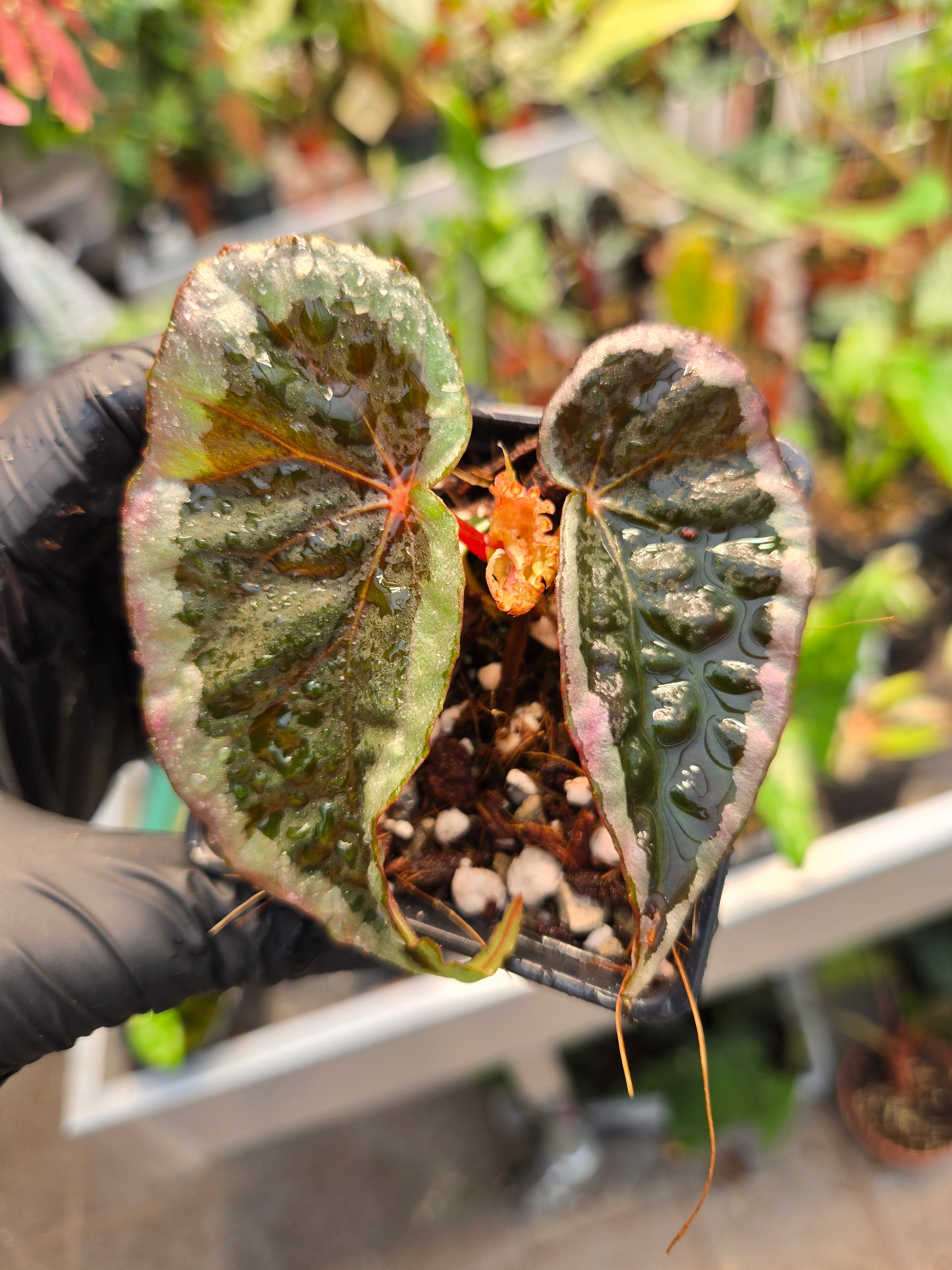 Begonia Baramensis