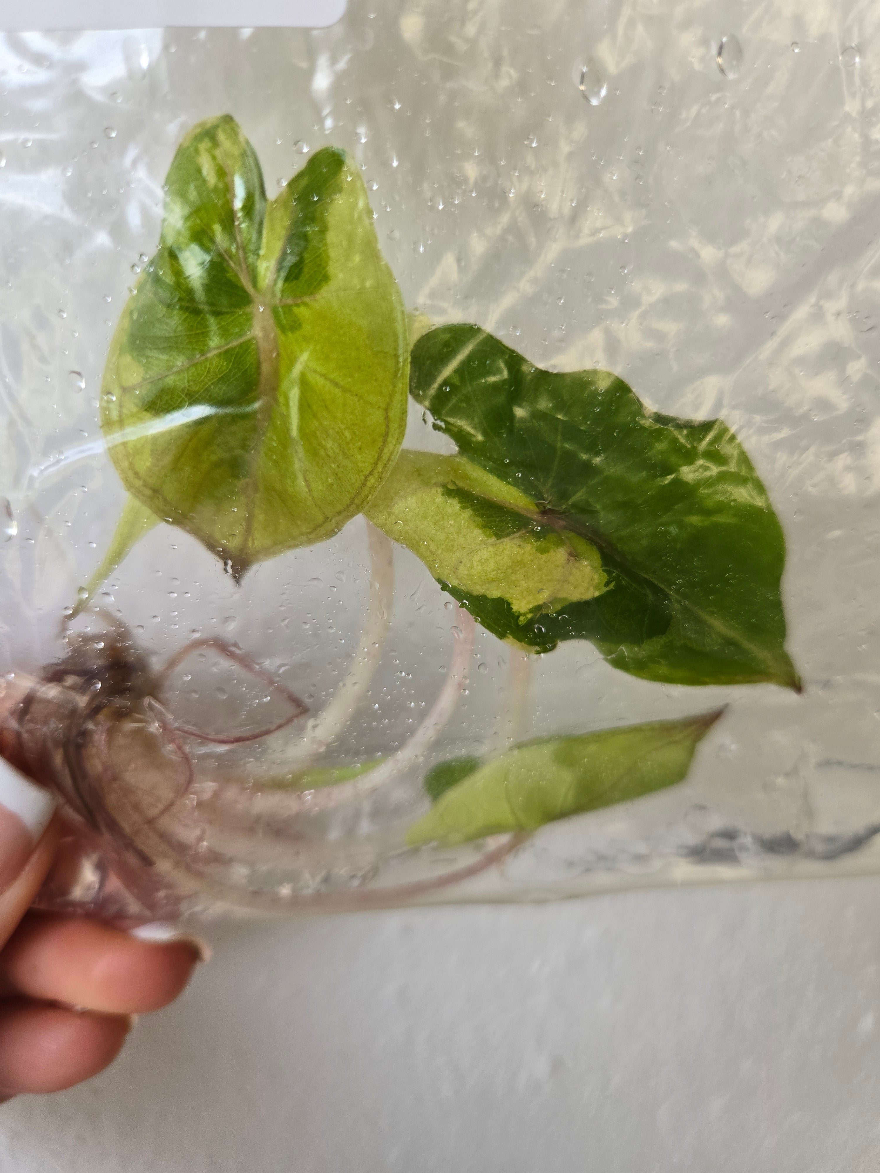 Alocasia Yucatan Variegated - Tissue Culture - TC