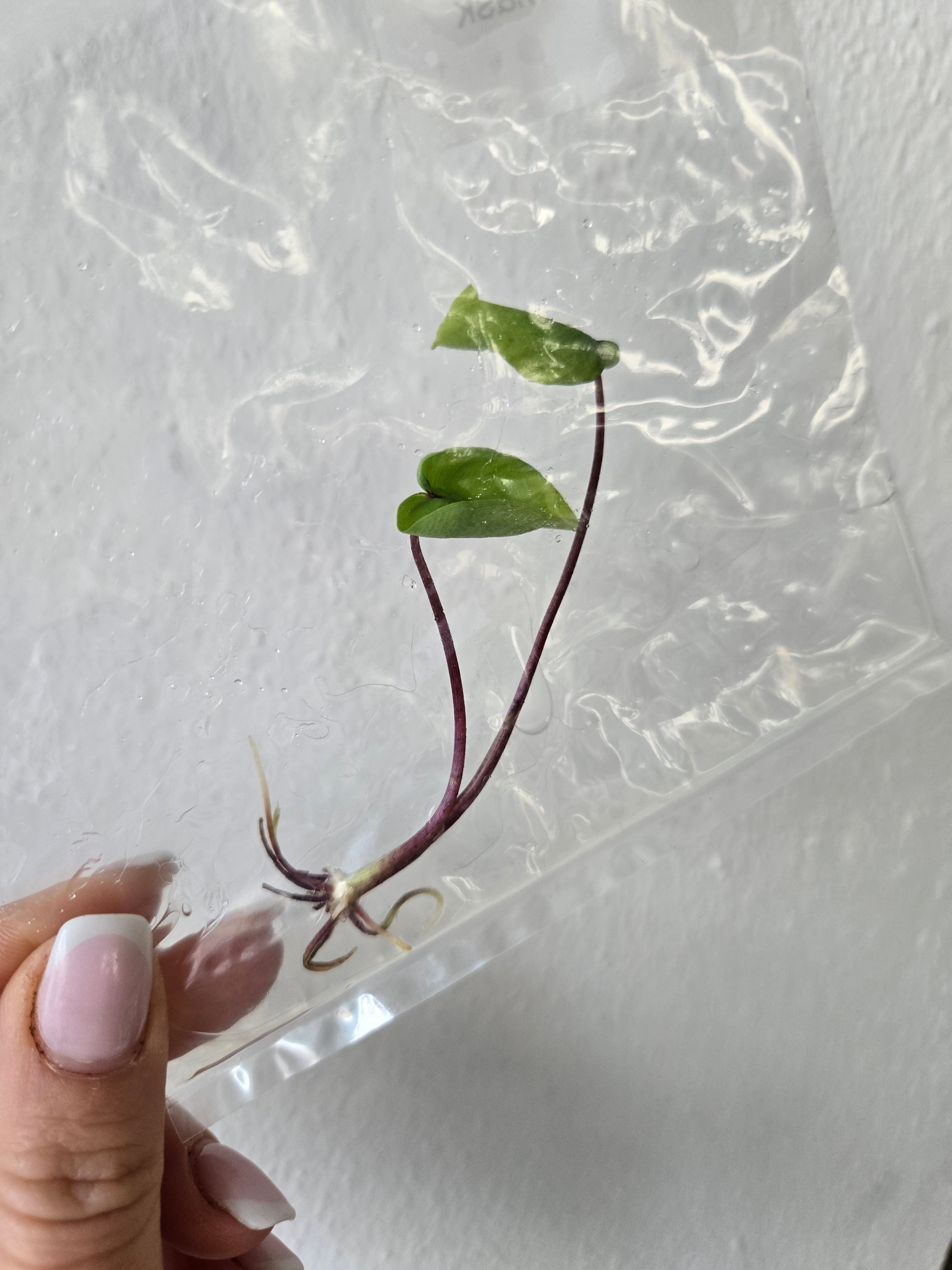 Colocasia Pharao Mask - TC - Tissue Culture