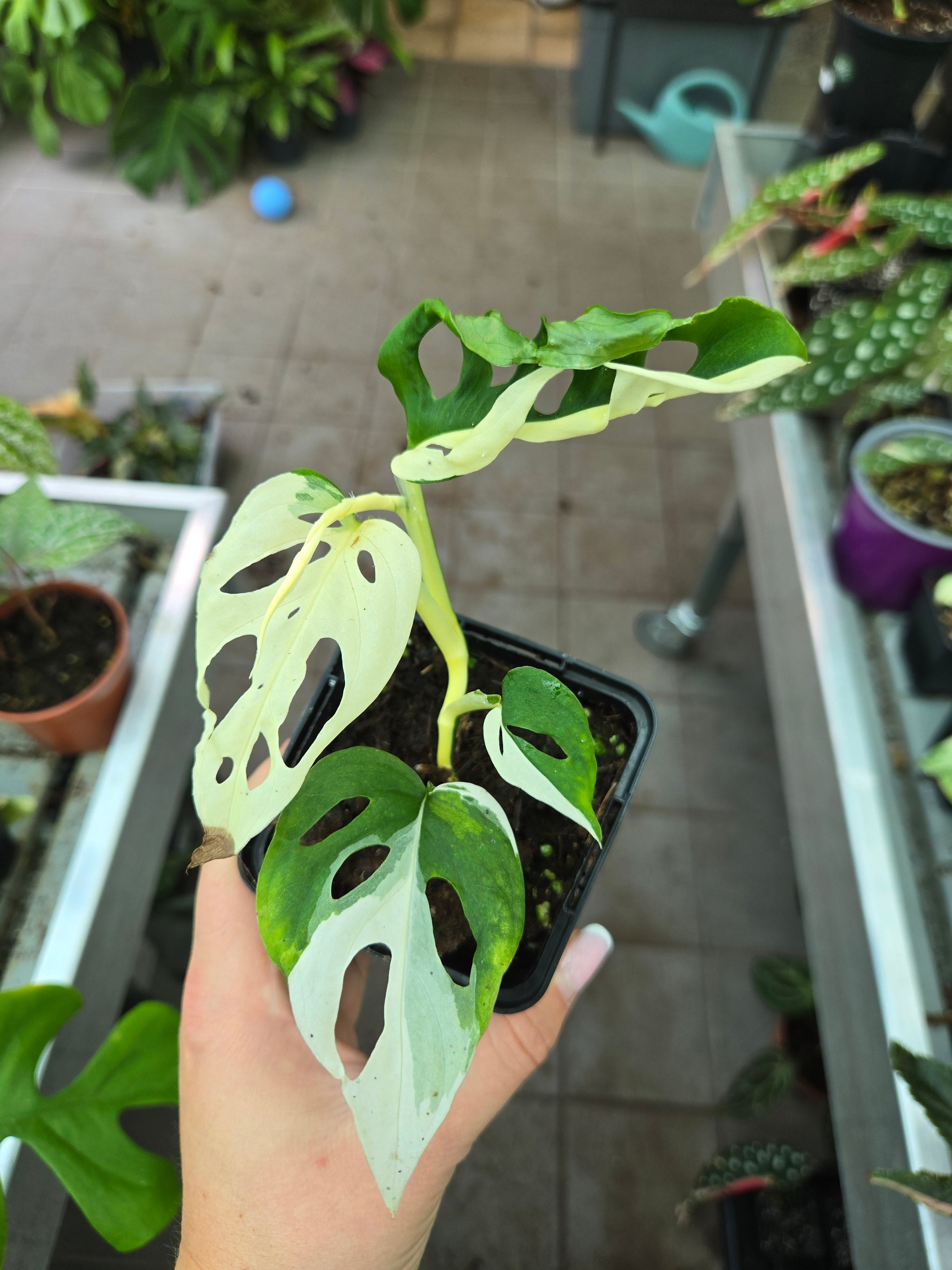 Monstera Acuminata Variegata
