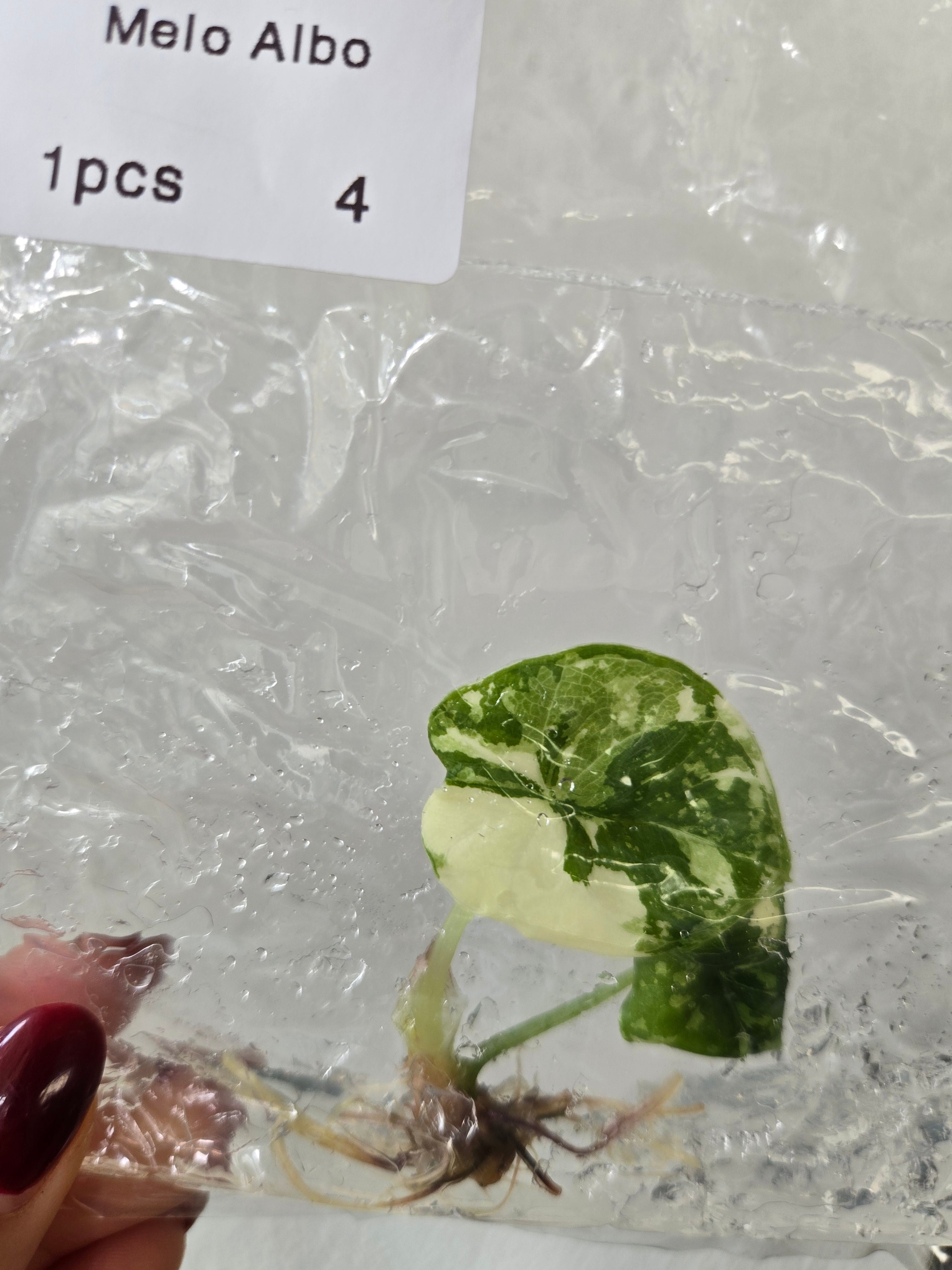Alocasia Melo Albo