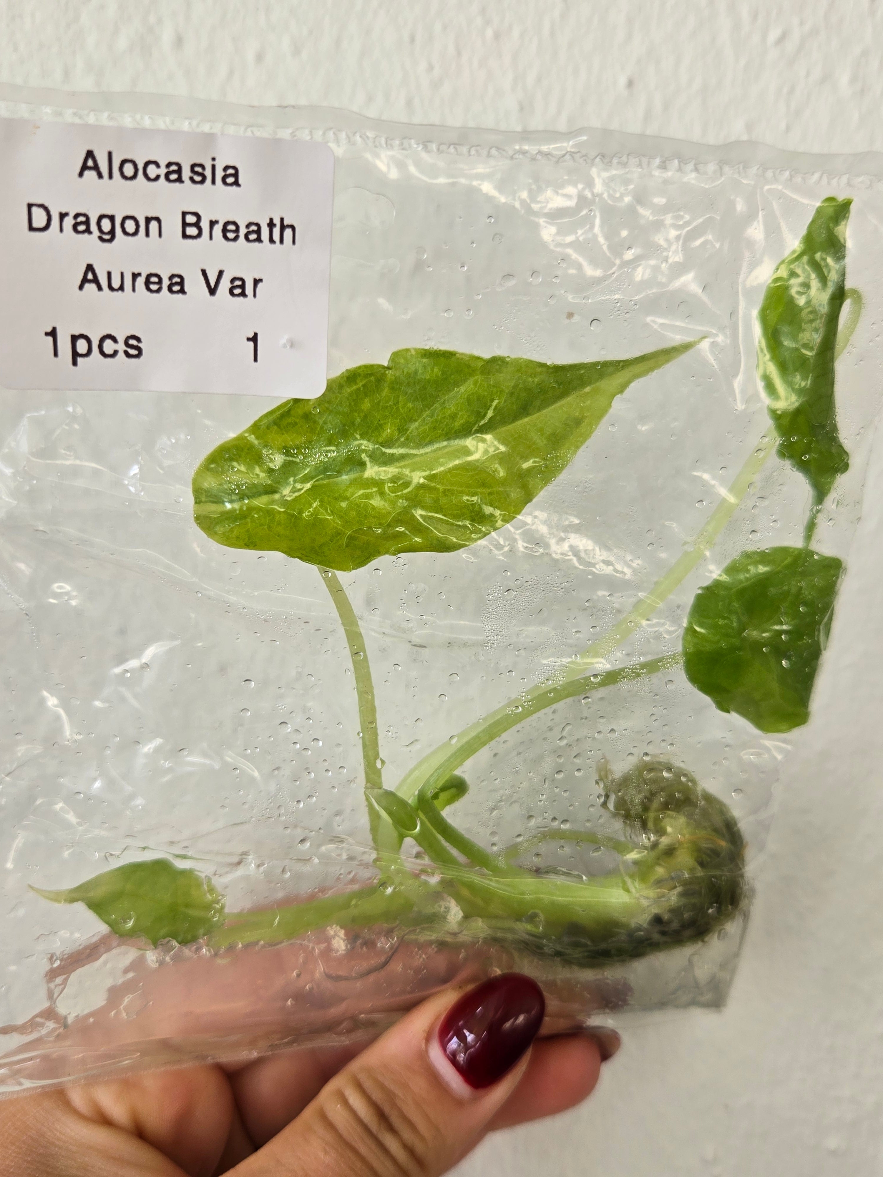 Alocasia Dragon Breath Aurea -TC
