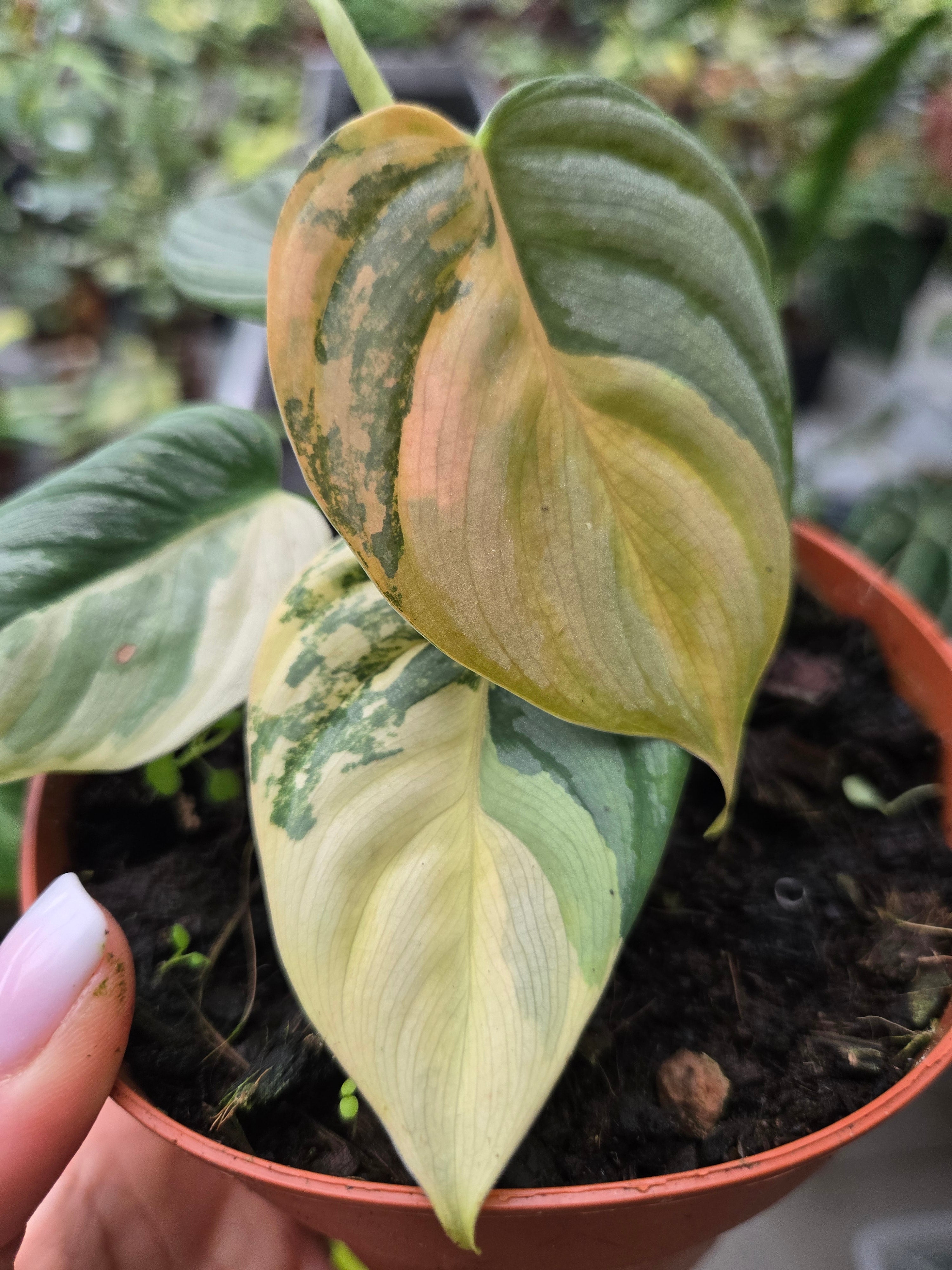 Philodendron Brandtianum Pink- Albo Variegata