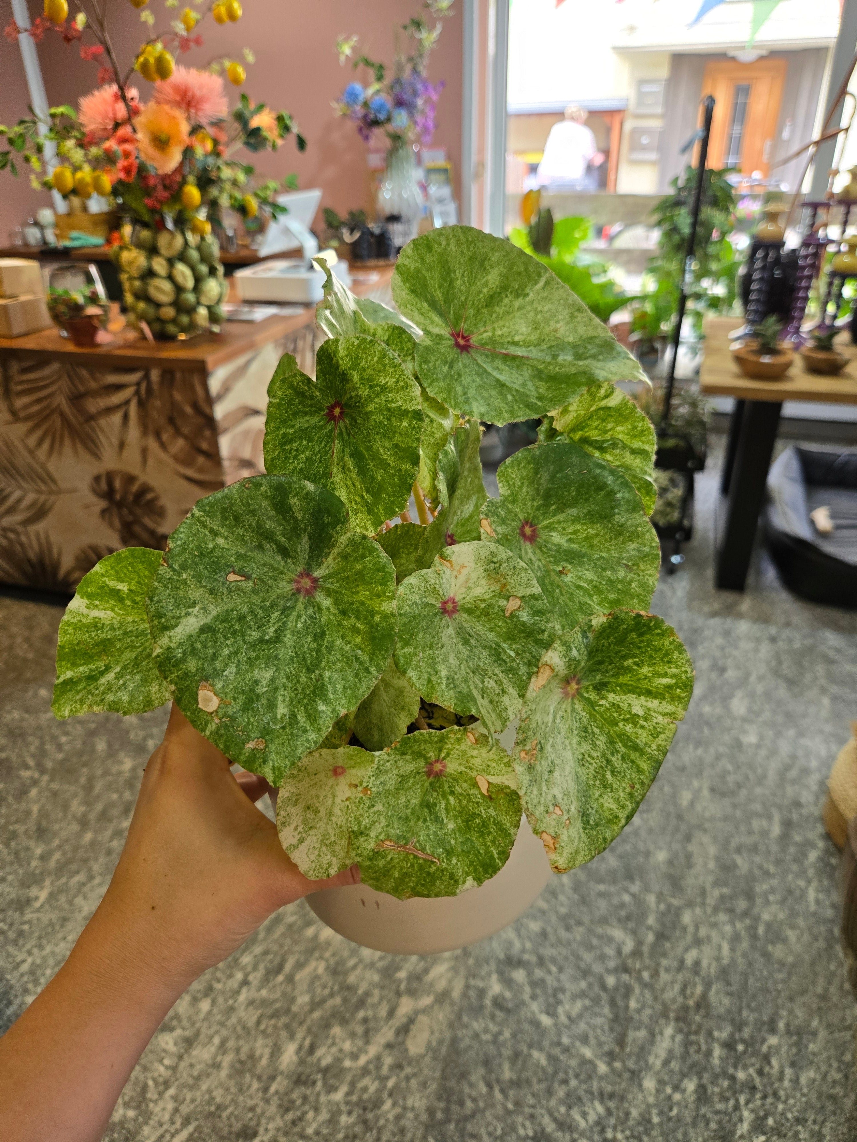 Begonia Rouge variegata