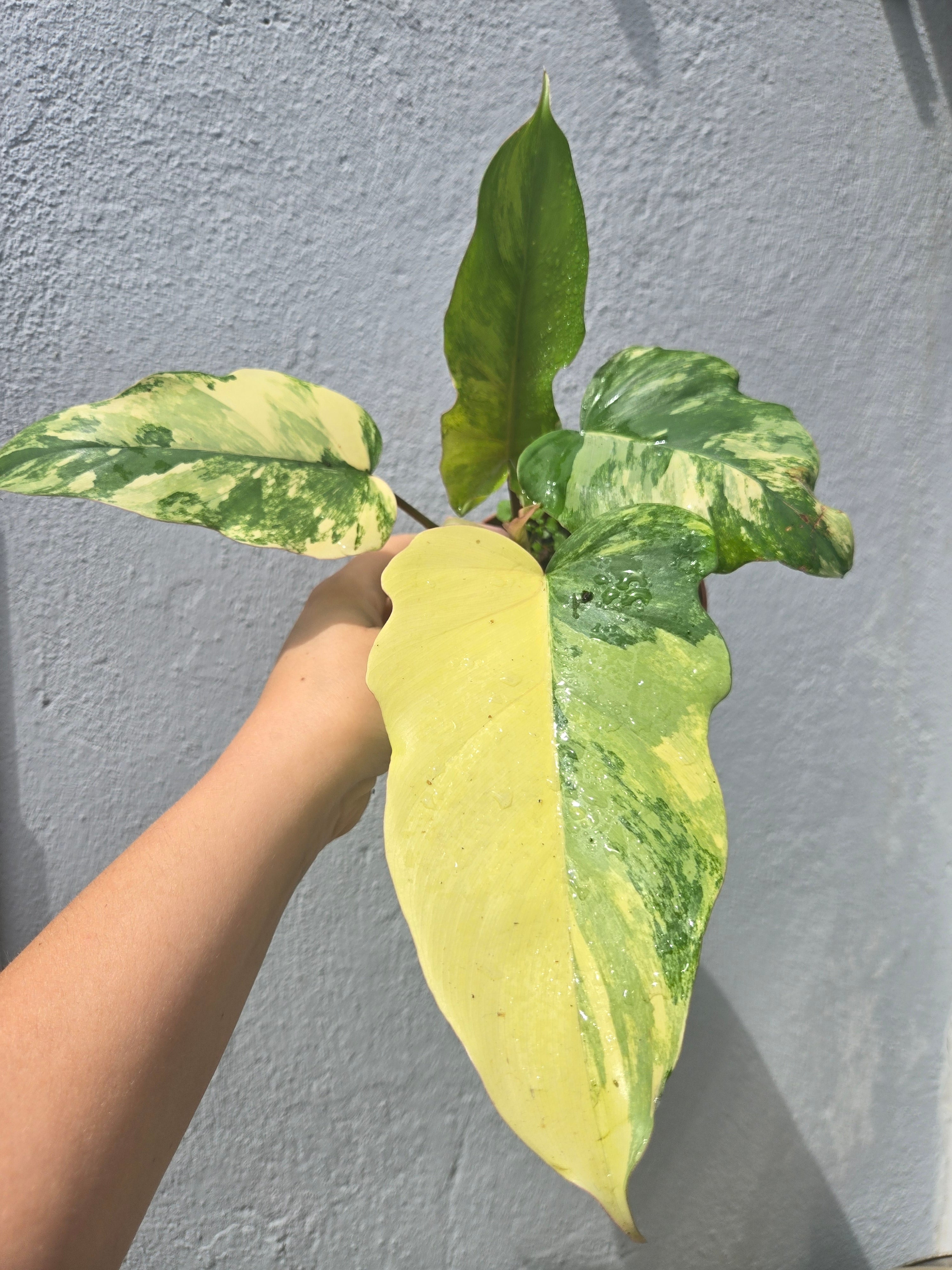 Philodendron Mayoi x Florida Beauty Variegata