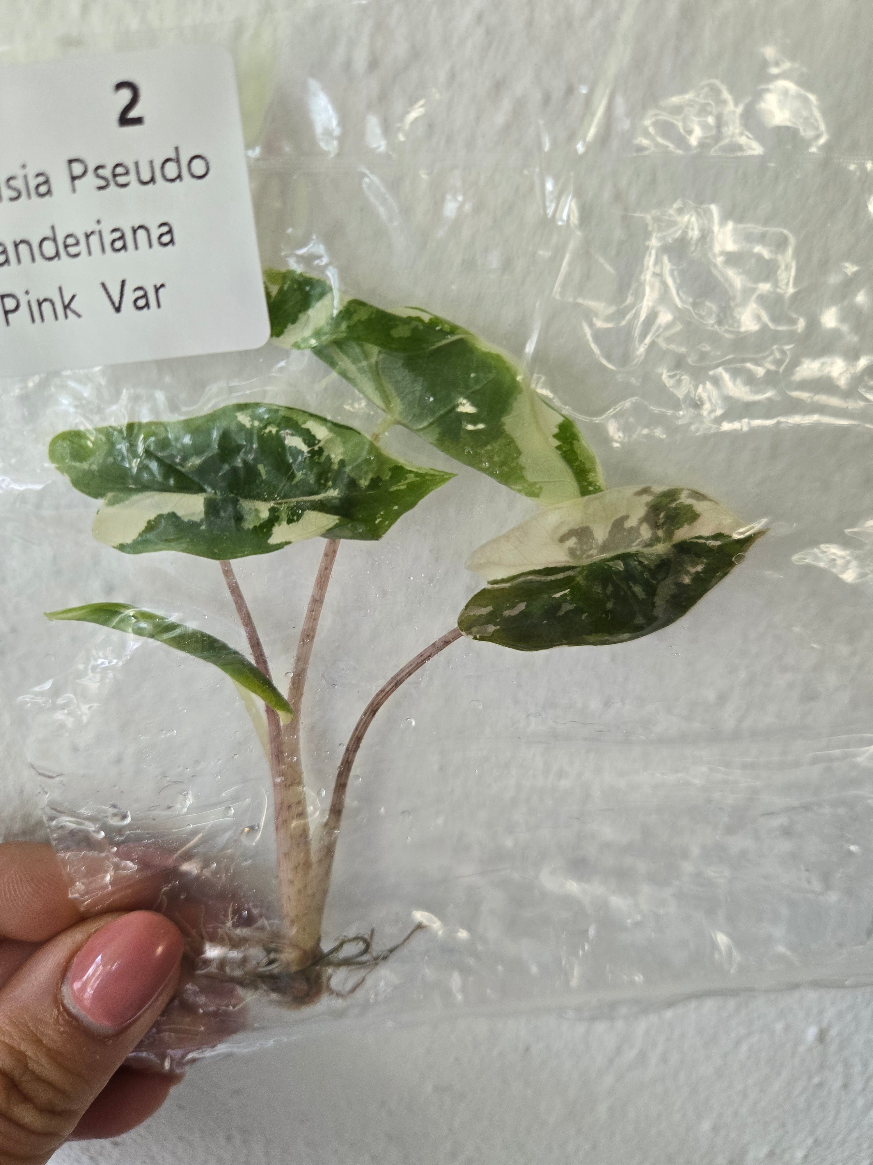 Alocasia pseudo Sanderiana Pink Variegata
