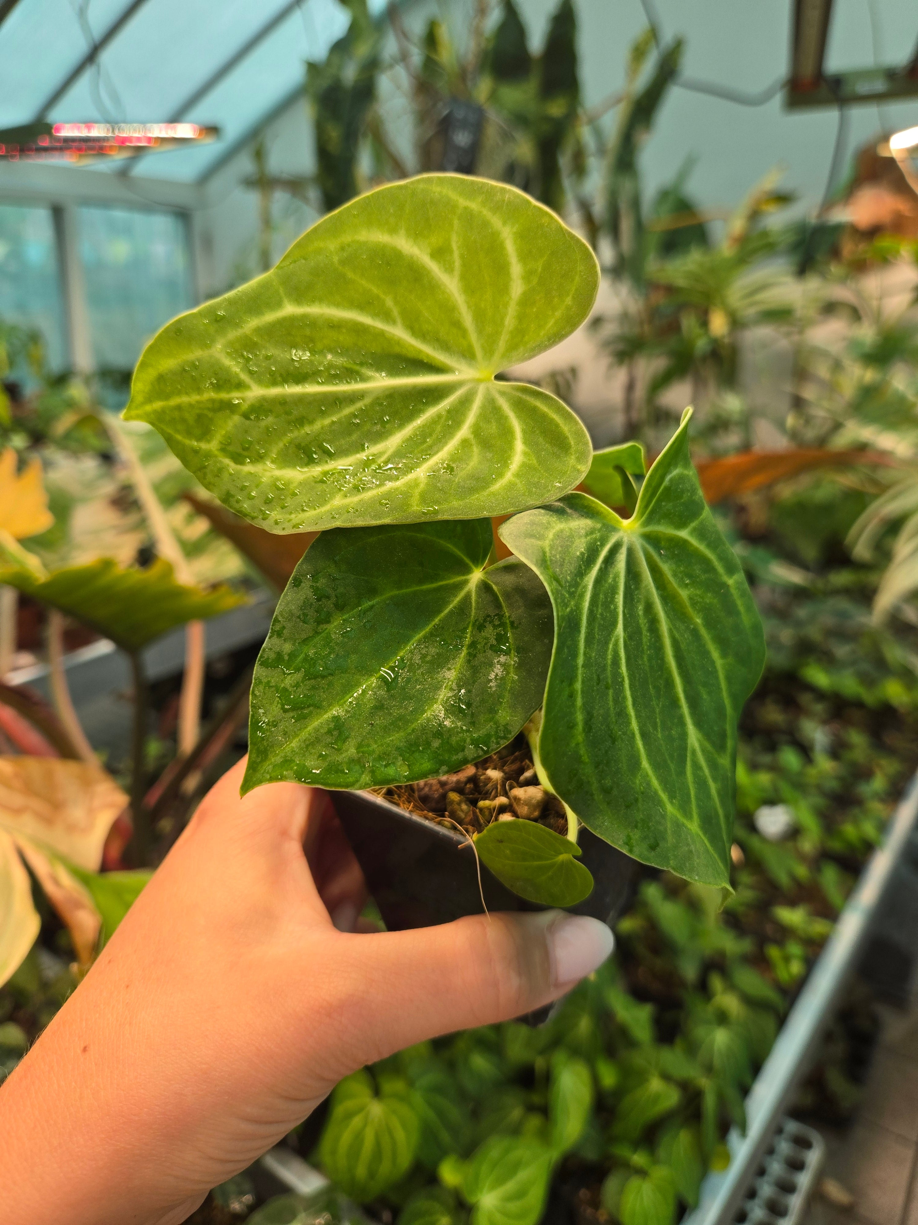 Anthurium Silver Tiger x Clarivernum