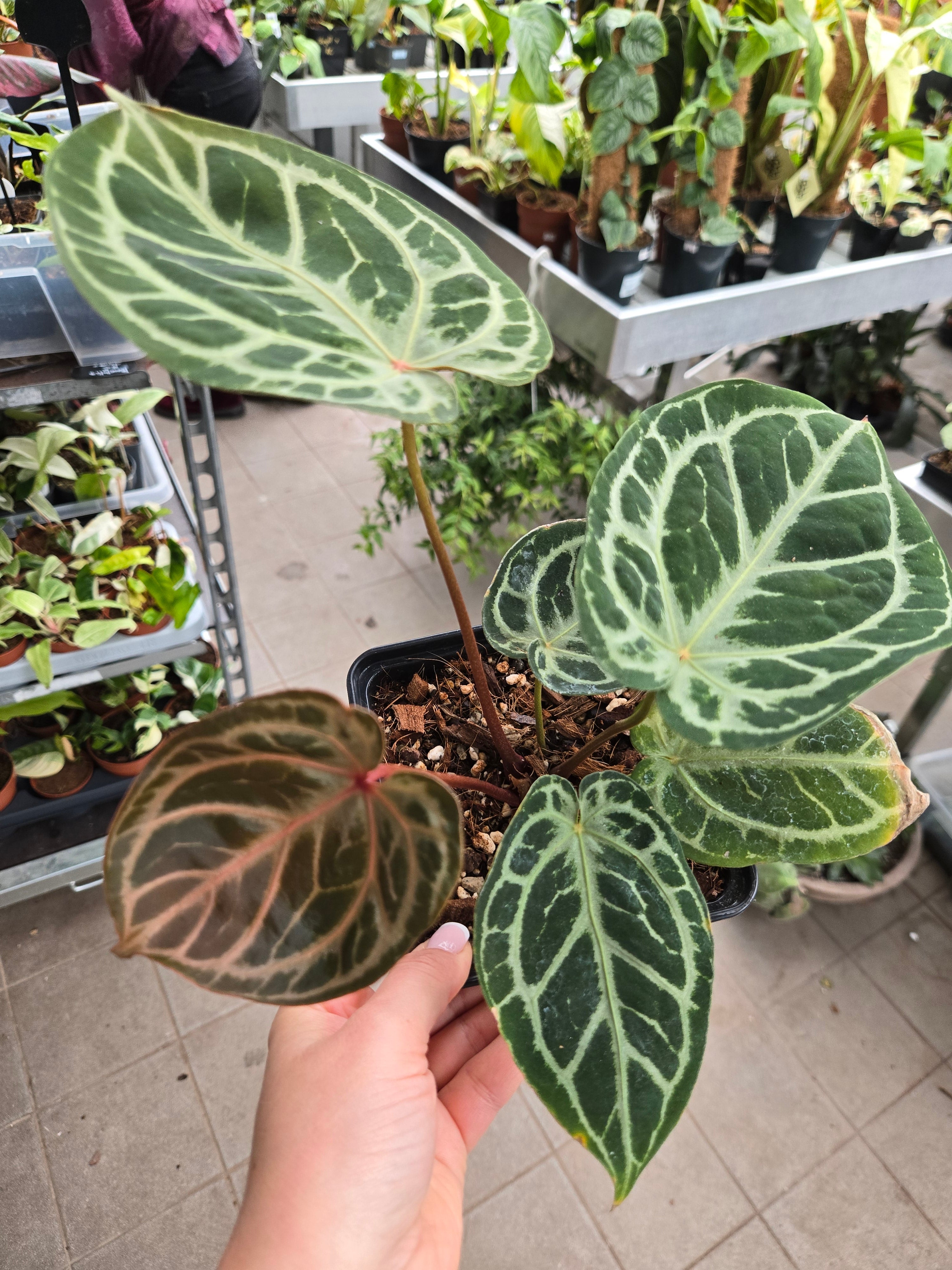 Anthurium Red Tiger x Crystallinum Tezula HU