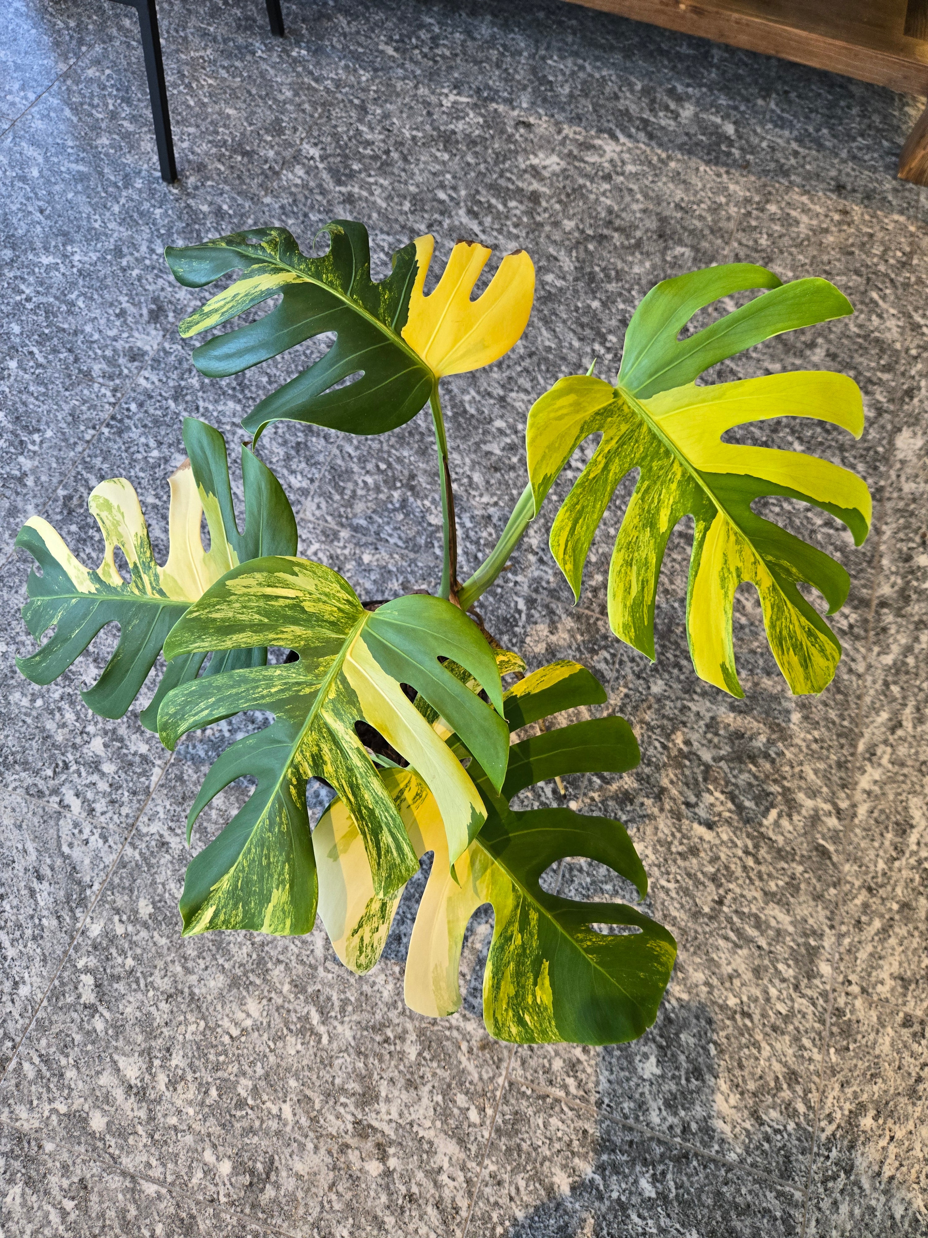 Monstera Deliciosa Aurea